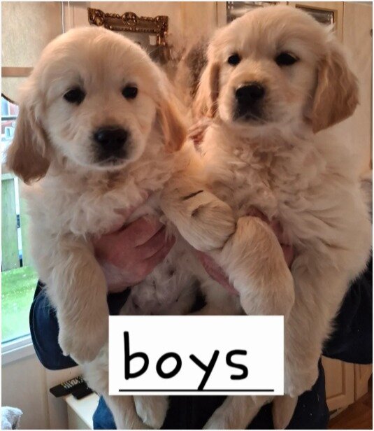 Beautiful Golden Retriever Puppies – 2 Boys & 2 Gi image 1