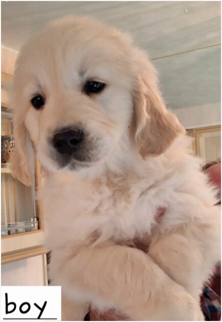 Beautiful Golden Retriever Puppies – 2 Boys & 2 Gi image 5