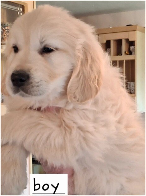 Beautiful Golden Retriever Puppies – 2 Boys & 2 Gi image 6