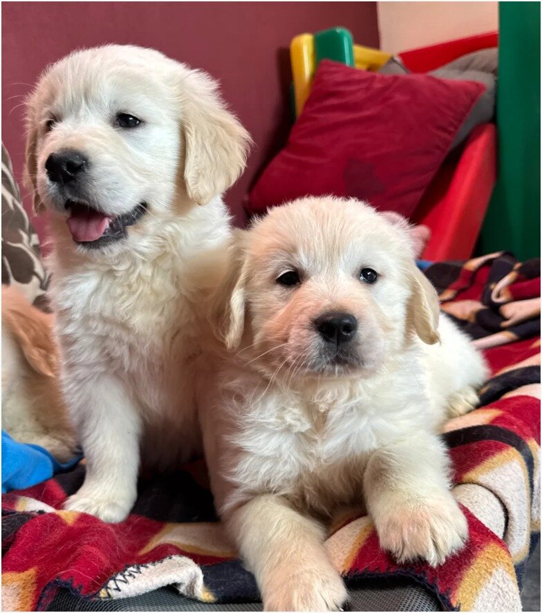 Beautiful Golden Retriever Puppies – 1Boys & 2 Gi image 7