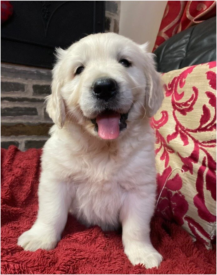 Beautiful Golden Retriever Puppies – 1Boys & 2 Gi image 6