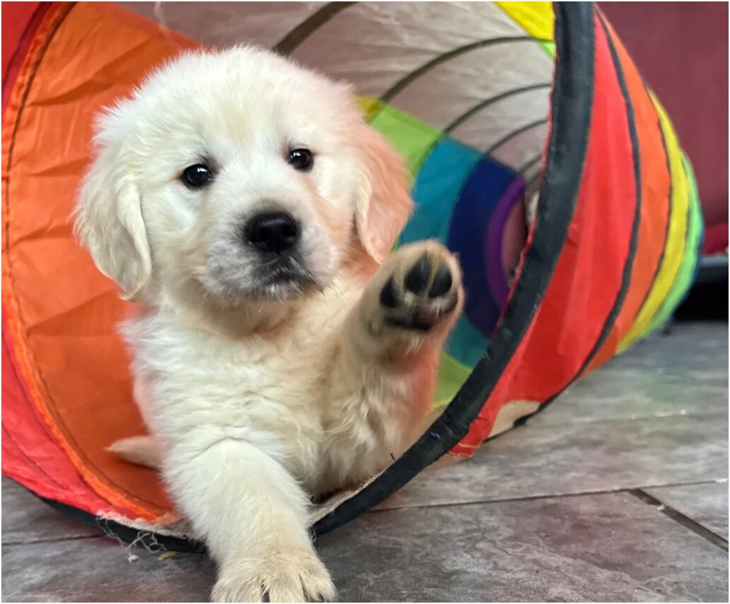 Beautiful Golden Retriever Puppies – 1Boys & 2 Gi image 4
