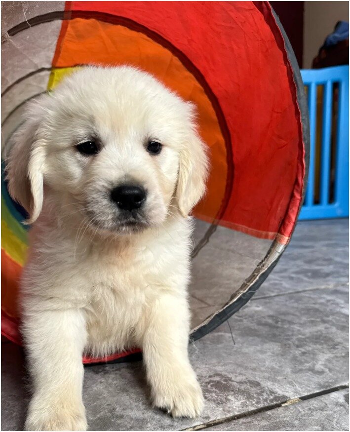 Beautiful Golden Retriever Puppies – 1Boys & 2 Gi image 3