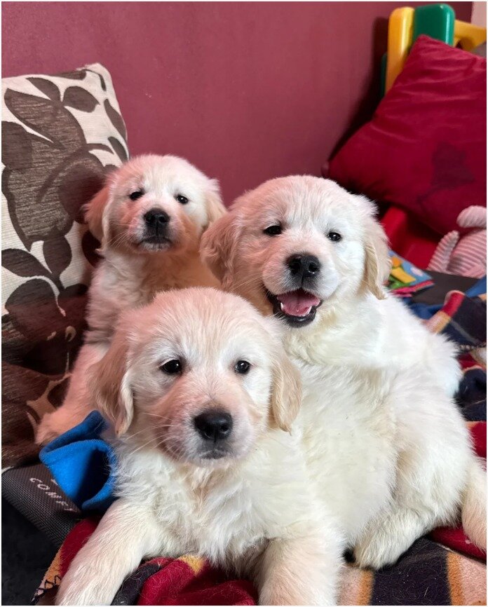 Beautiful Golden Retriever Puppies – 1Boys & 2 Gi image 1