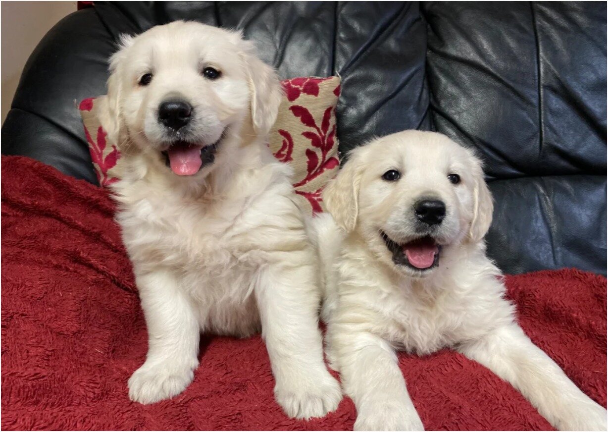 Beautiful Golden Retriever Puppies – 1Boys & 2 Gi image 2