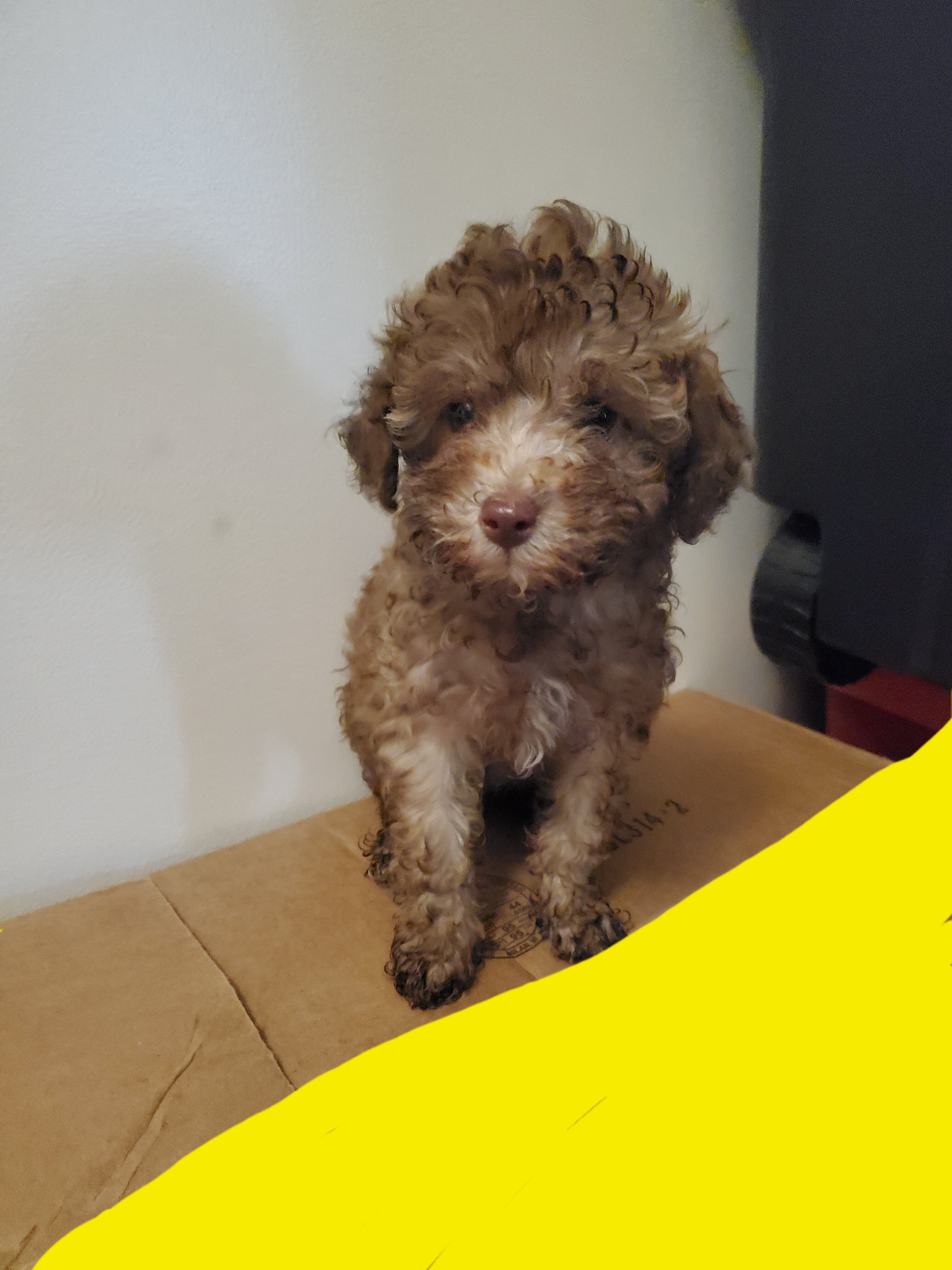 Poodle image 1