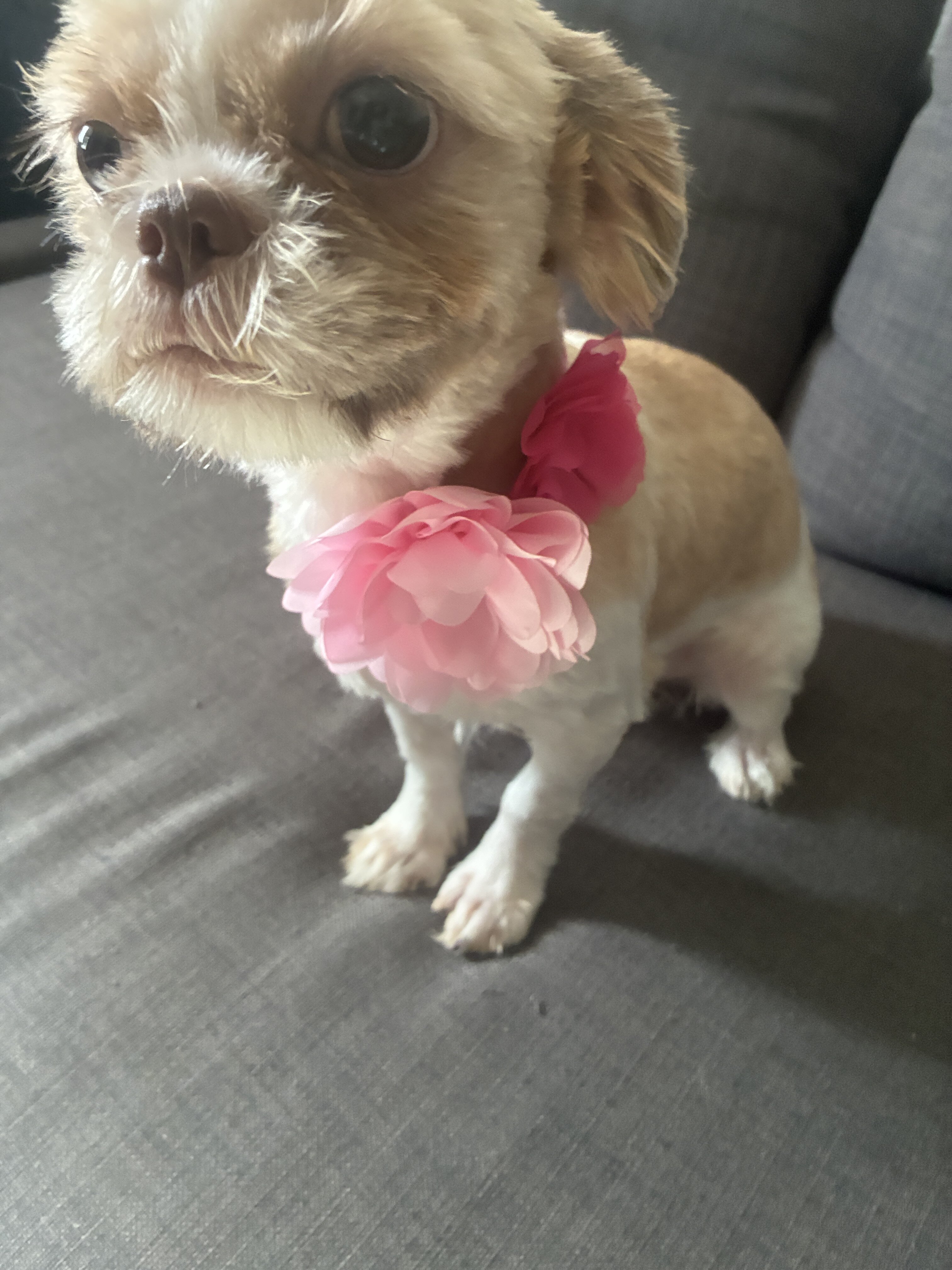 Shitzu puppy image 4