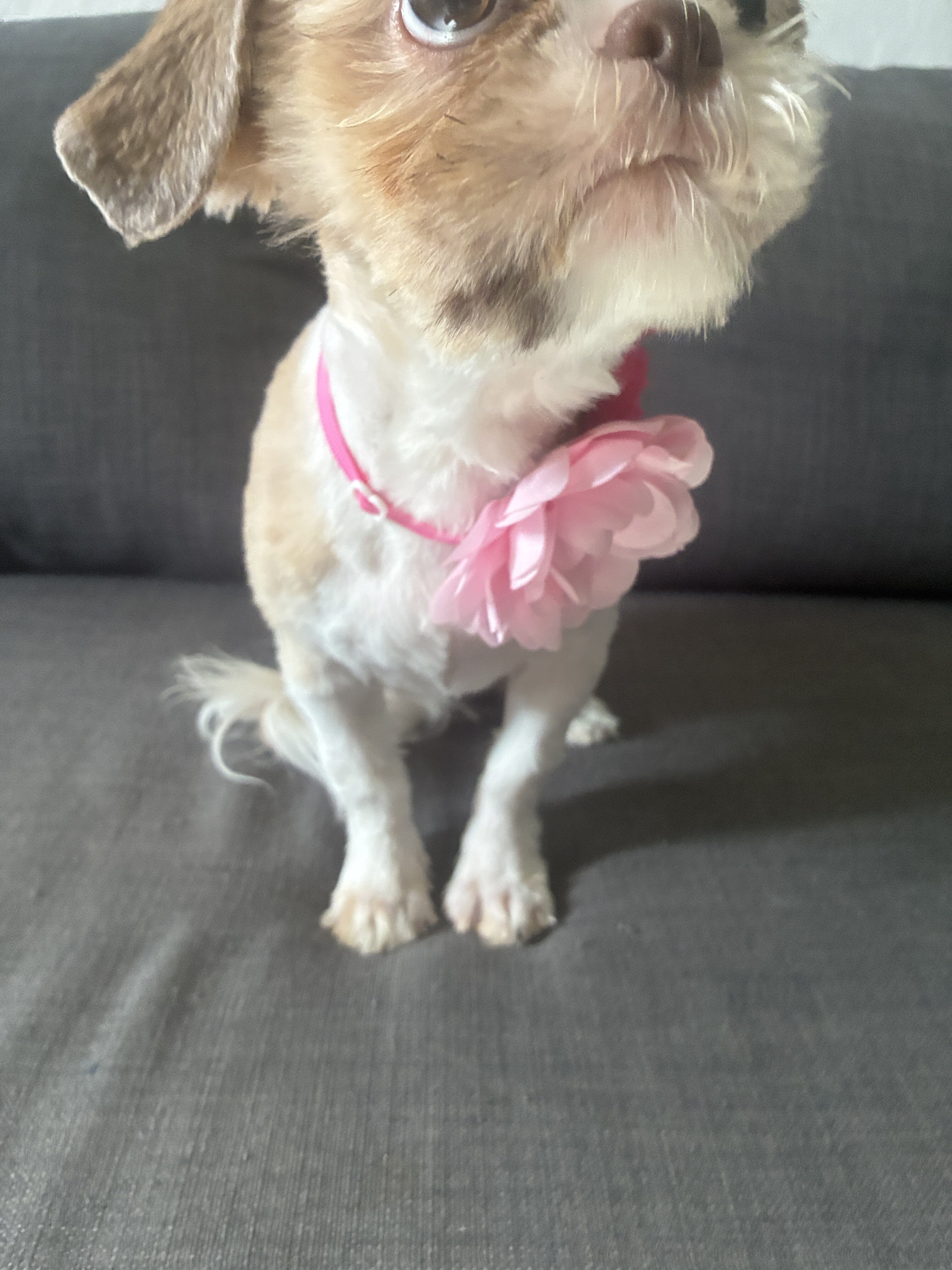Shitzu puppy image 3