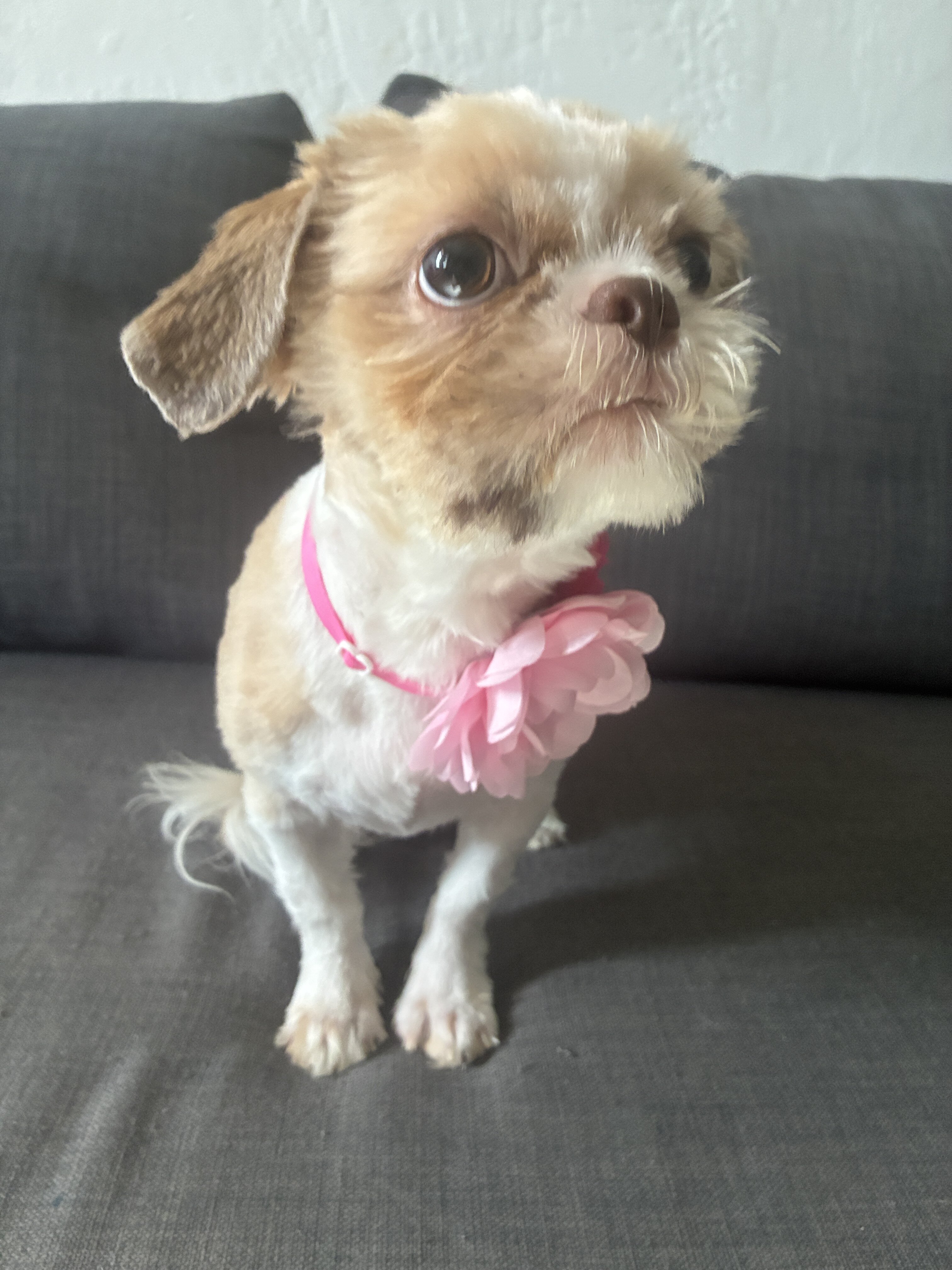 Shitzu puppy image 2