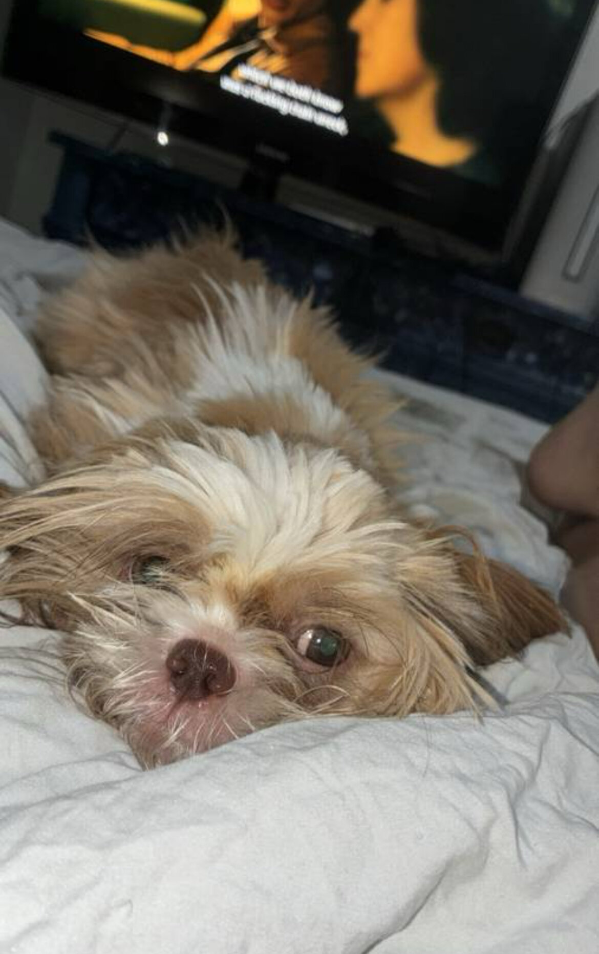 Shitzu puppy image 1