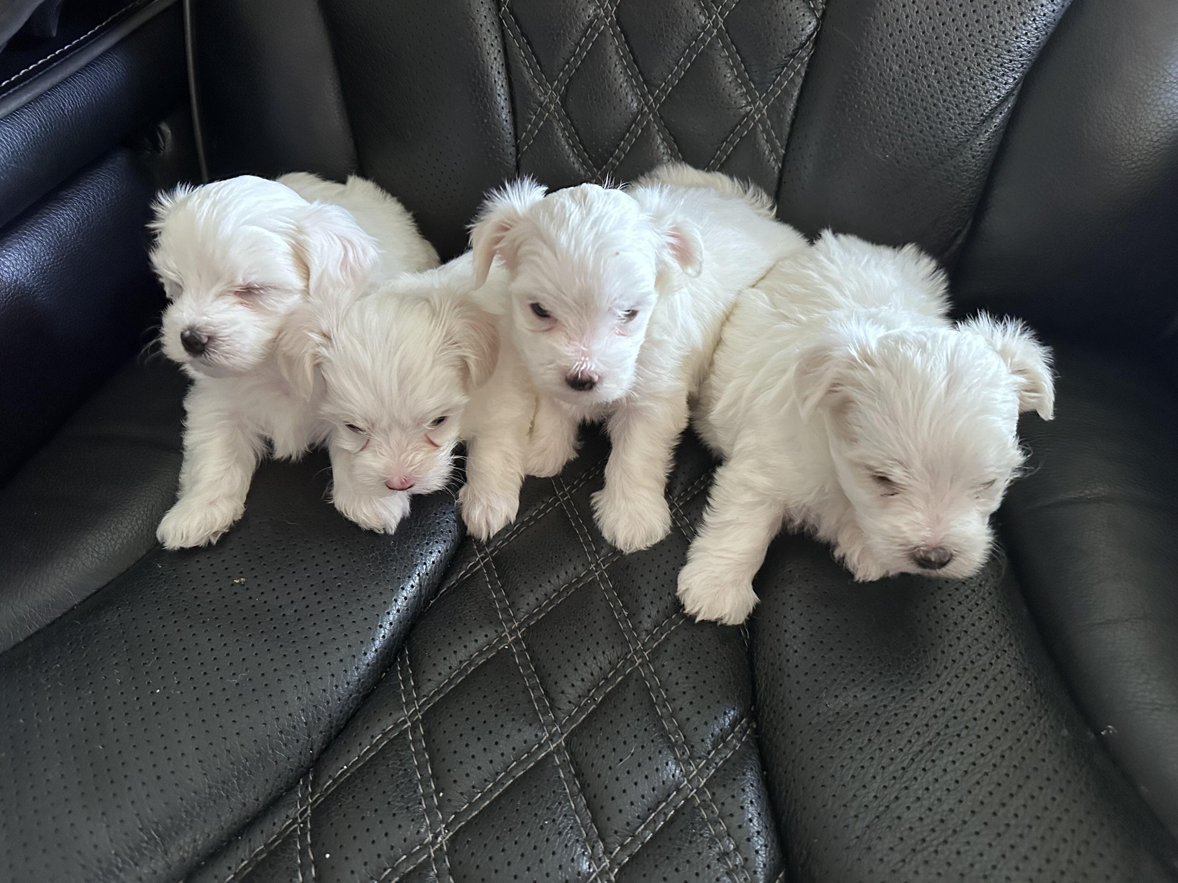 Maltipoo Puppies All White Males image 1