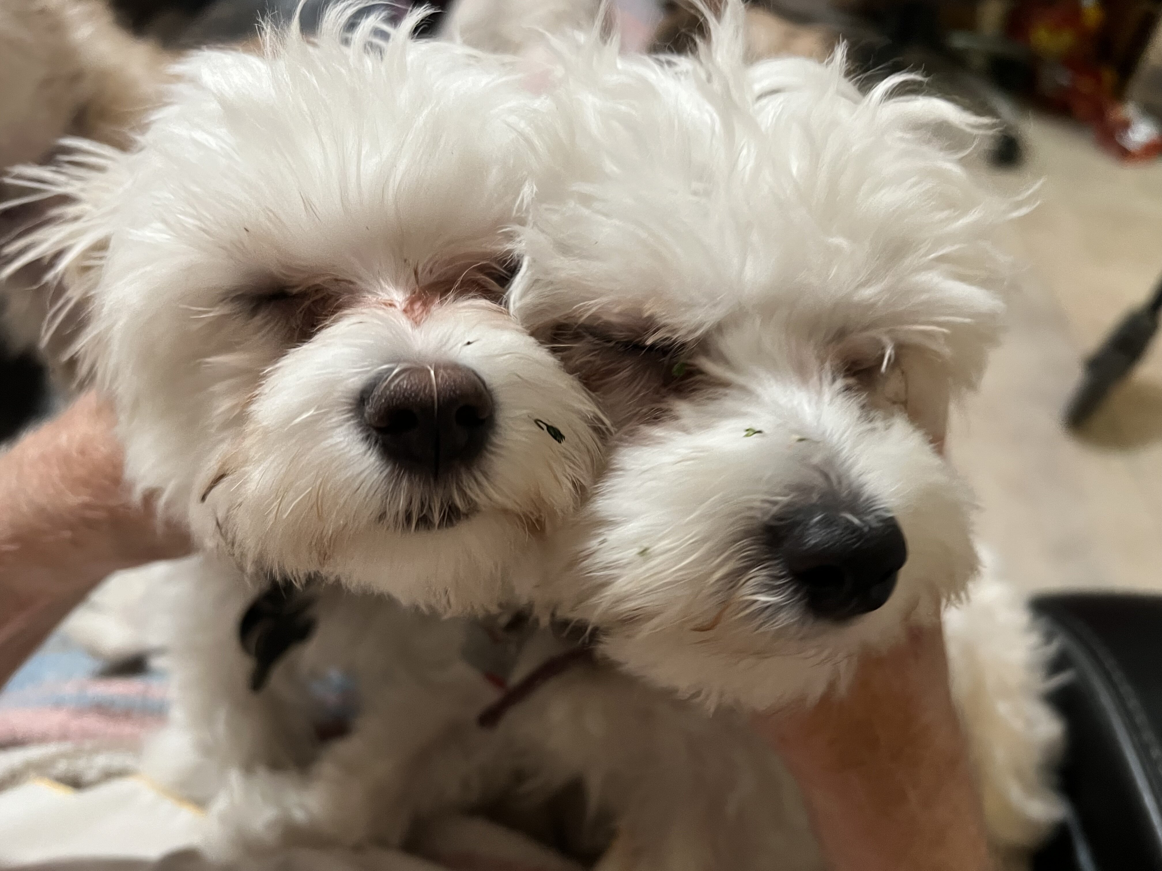 Maltipoo Puppies All White Males image 2