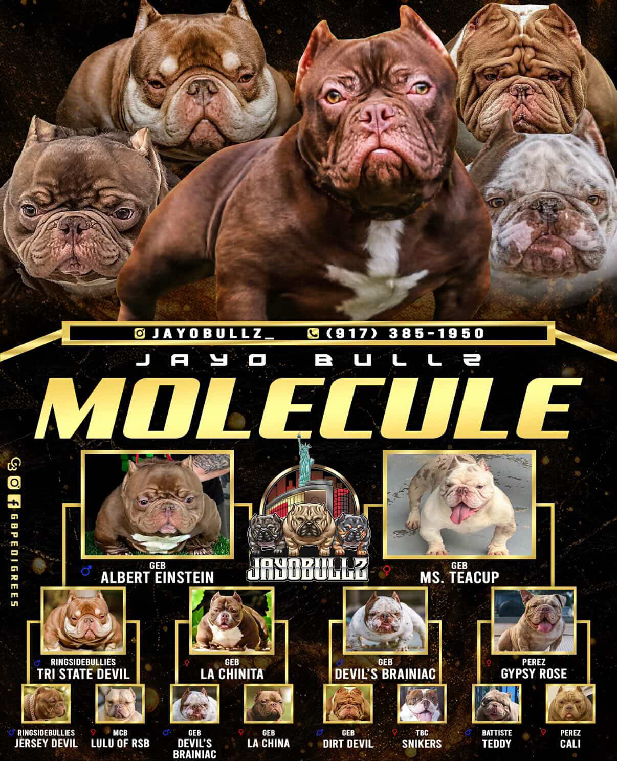 Exotic Bully image 4