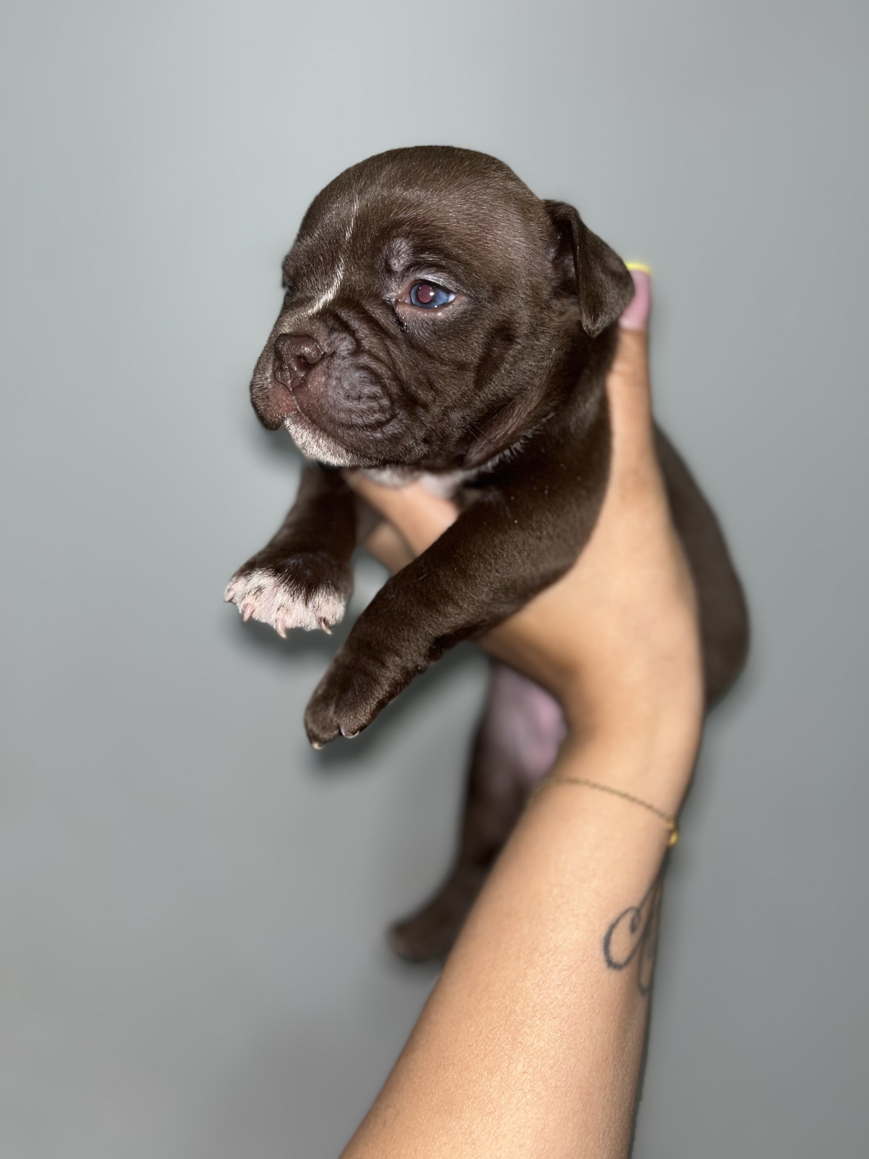 Exotic Bully image 1
