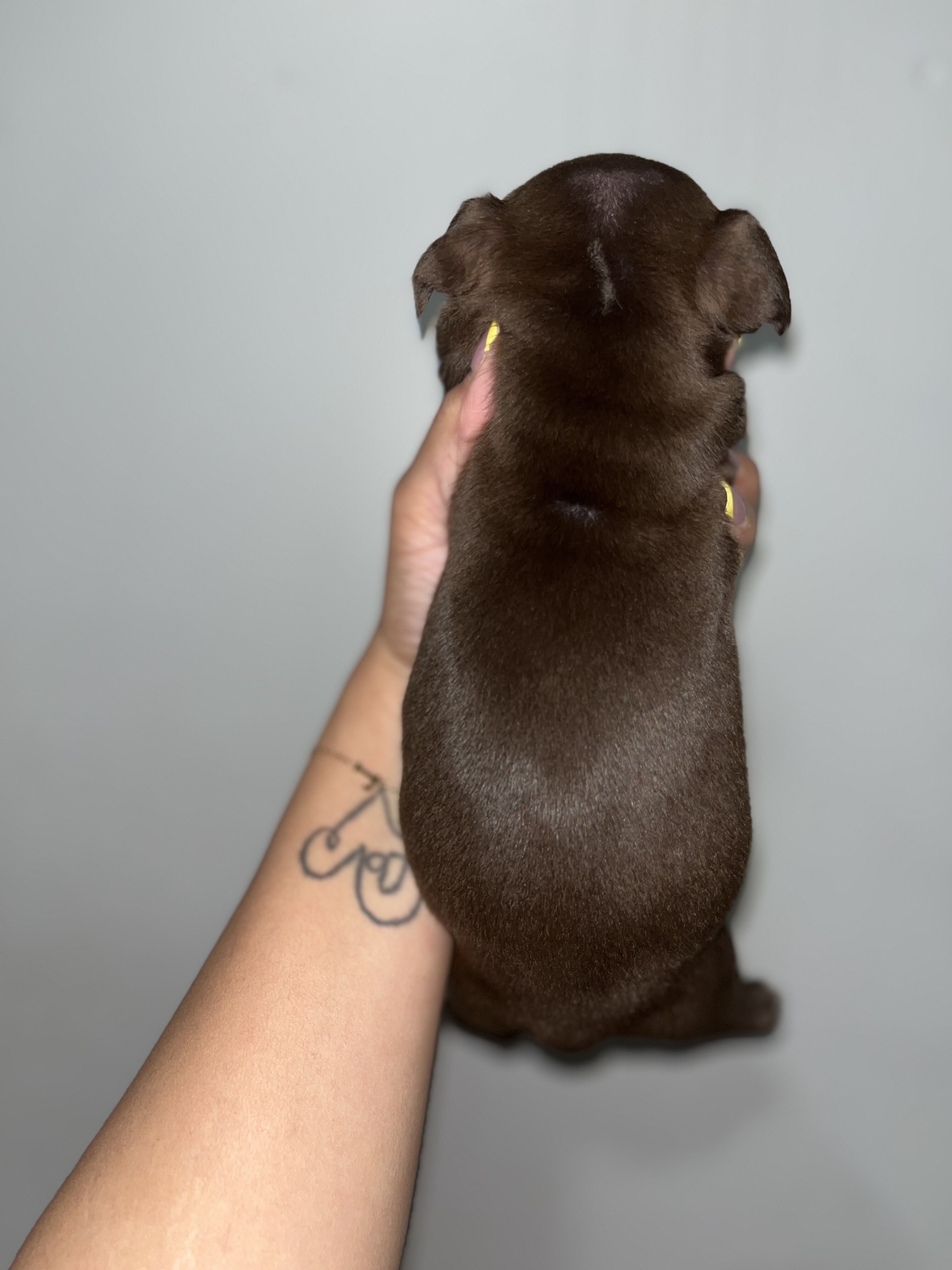 Exotic Bully image 2