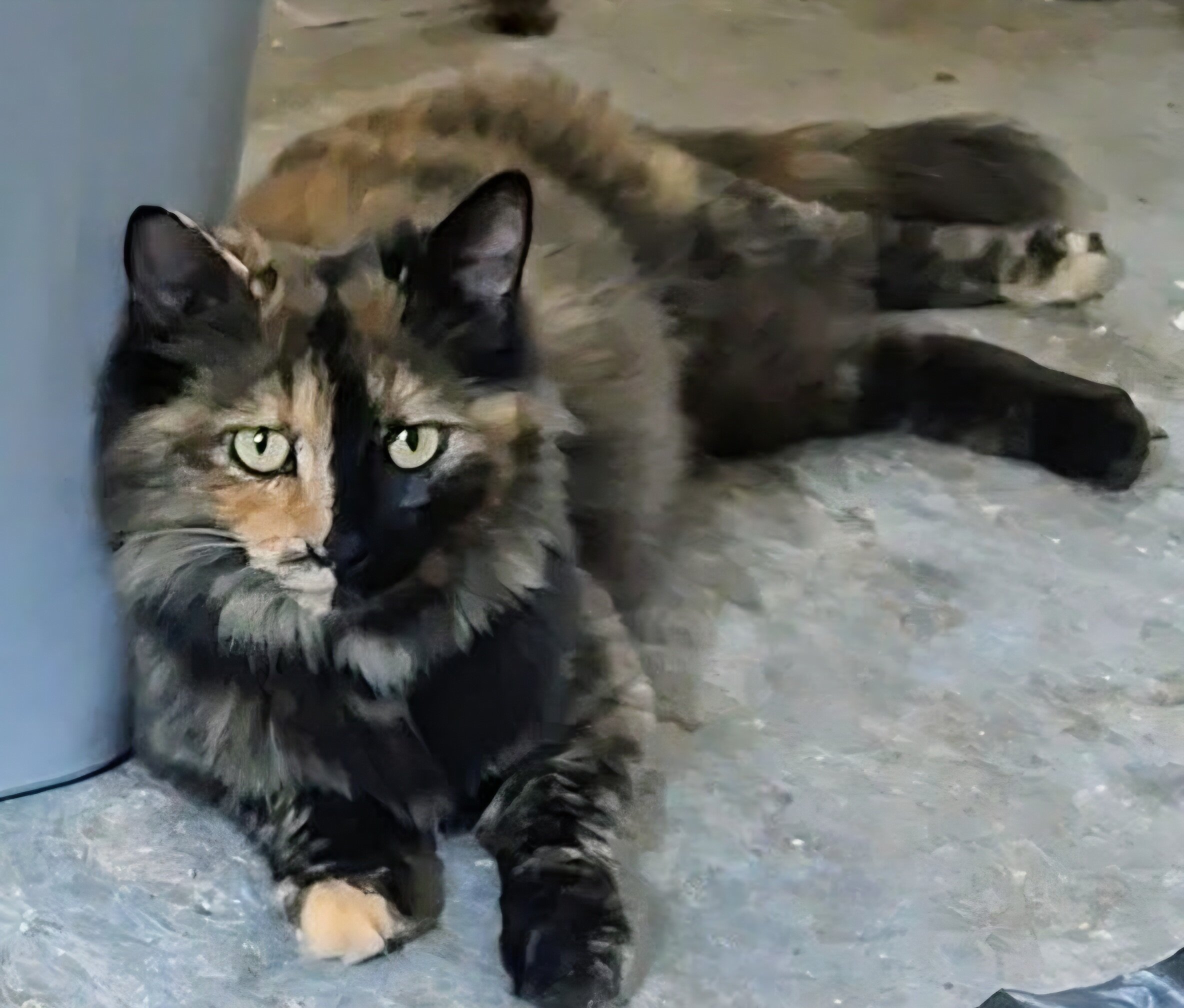 Please Save Her From The Shelter image 1