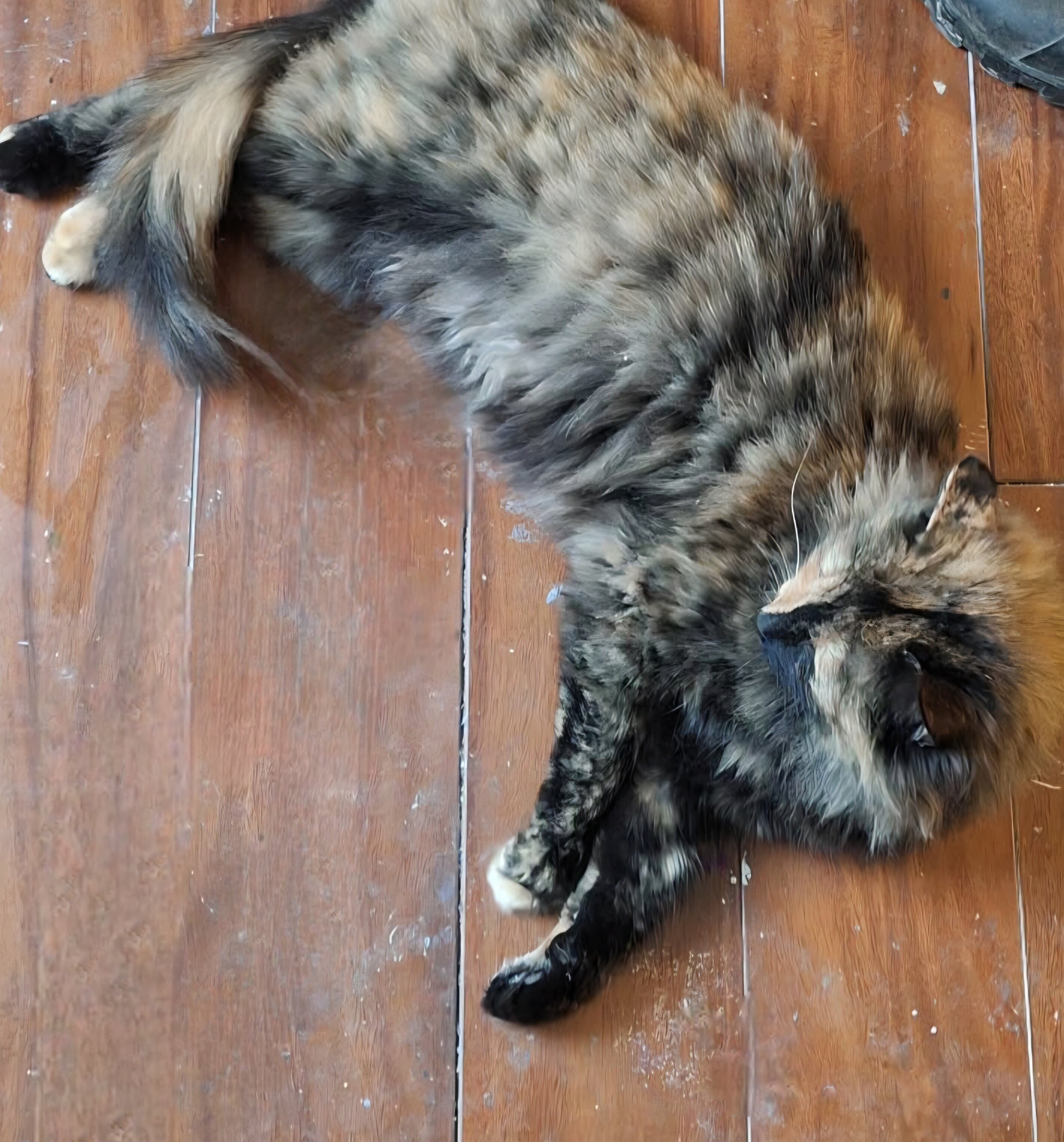 Please Save Her From The Shelter image 2