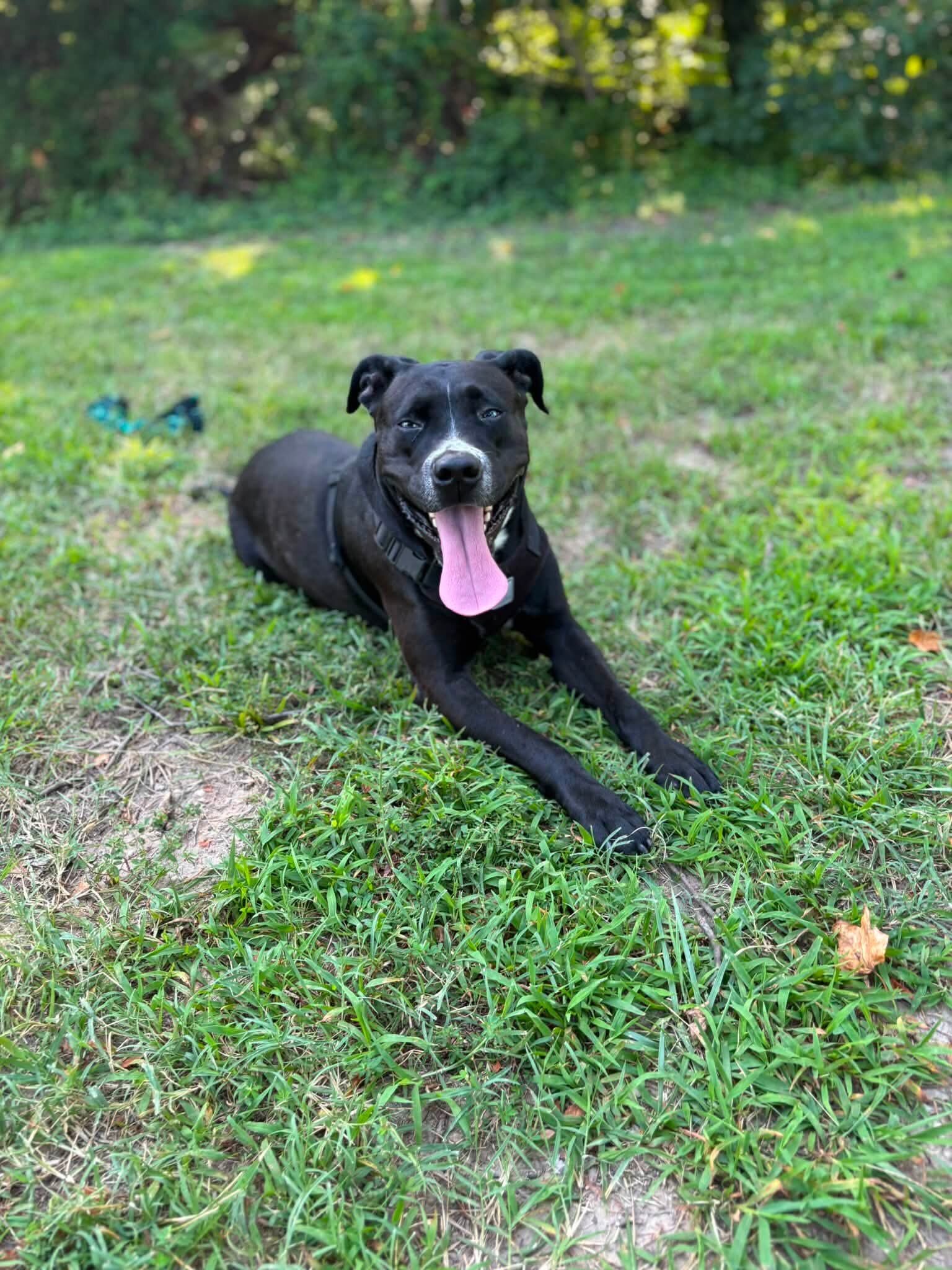 6 year old lab mix image 1