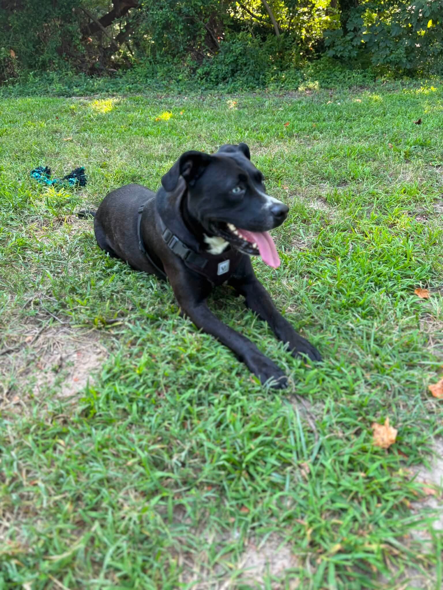 6 year old lab mix image 2