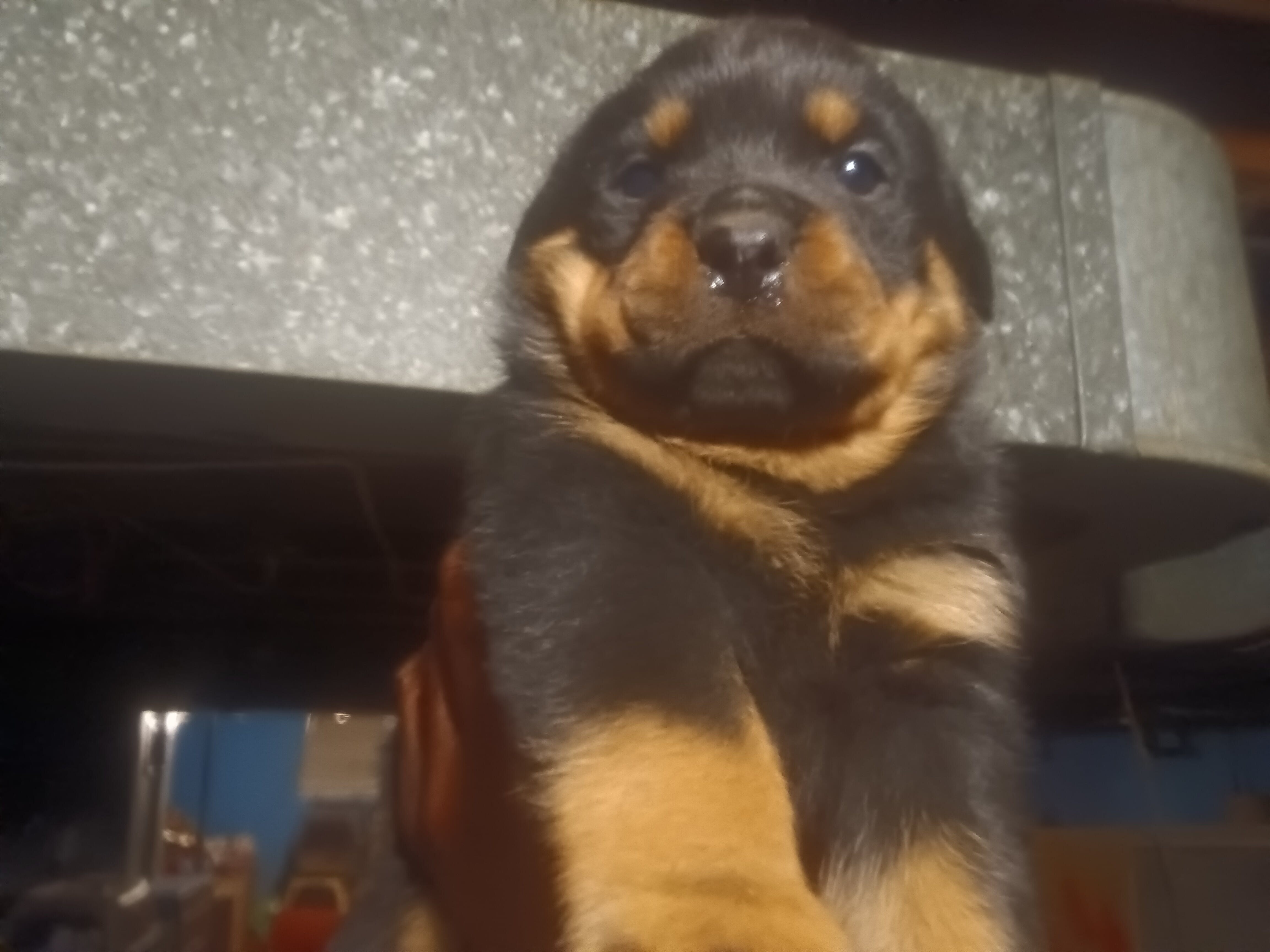 Huge German Rottweiler Puppies image 2