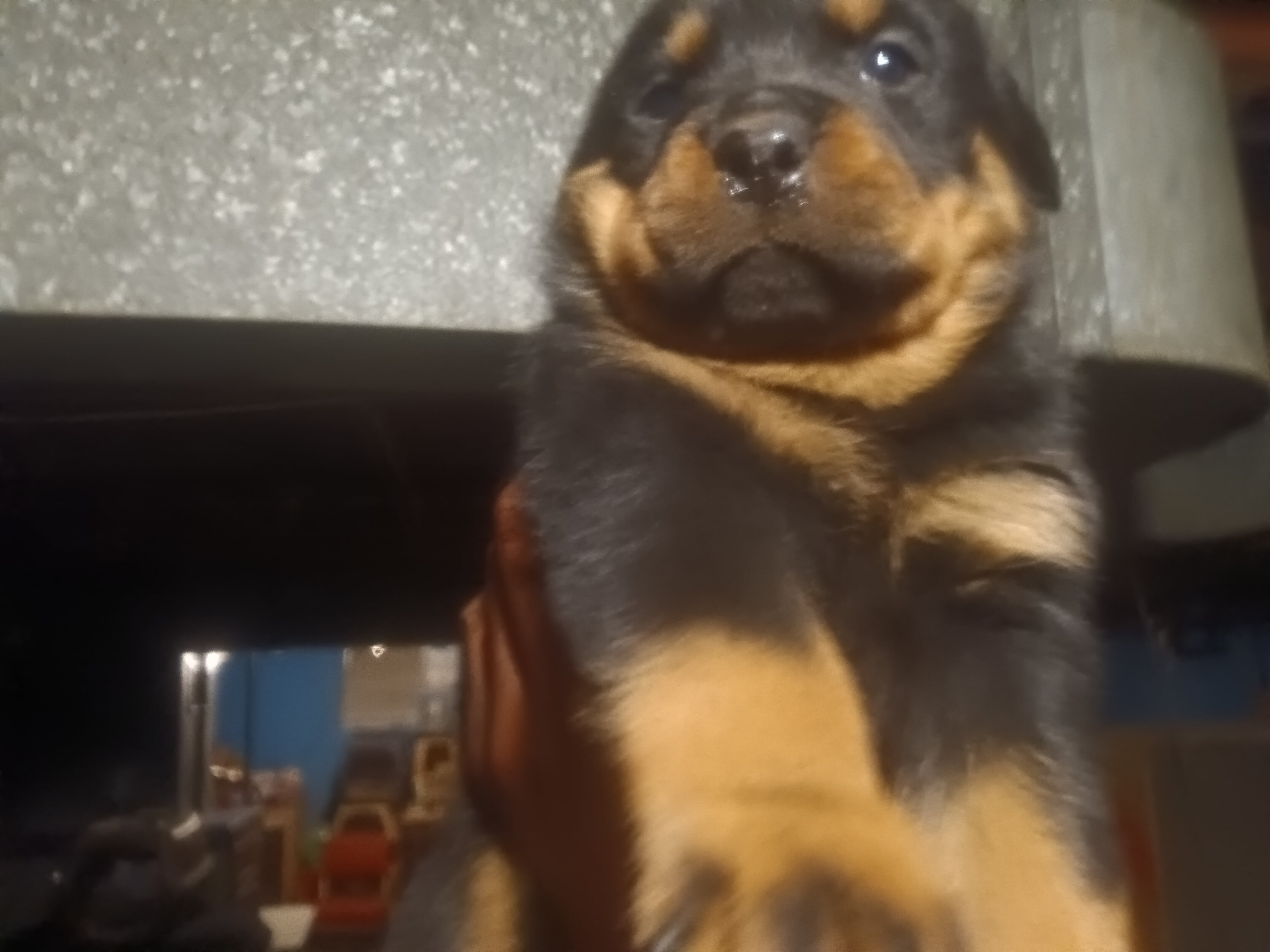 Huge German Rottweiler Puppies image 1