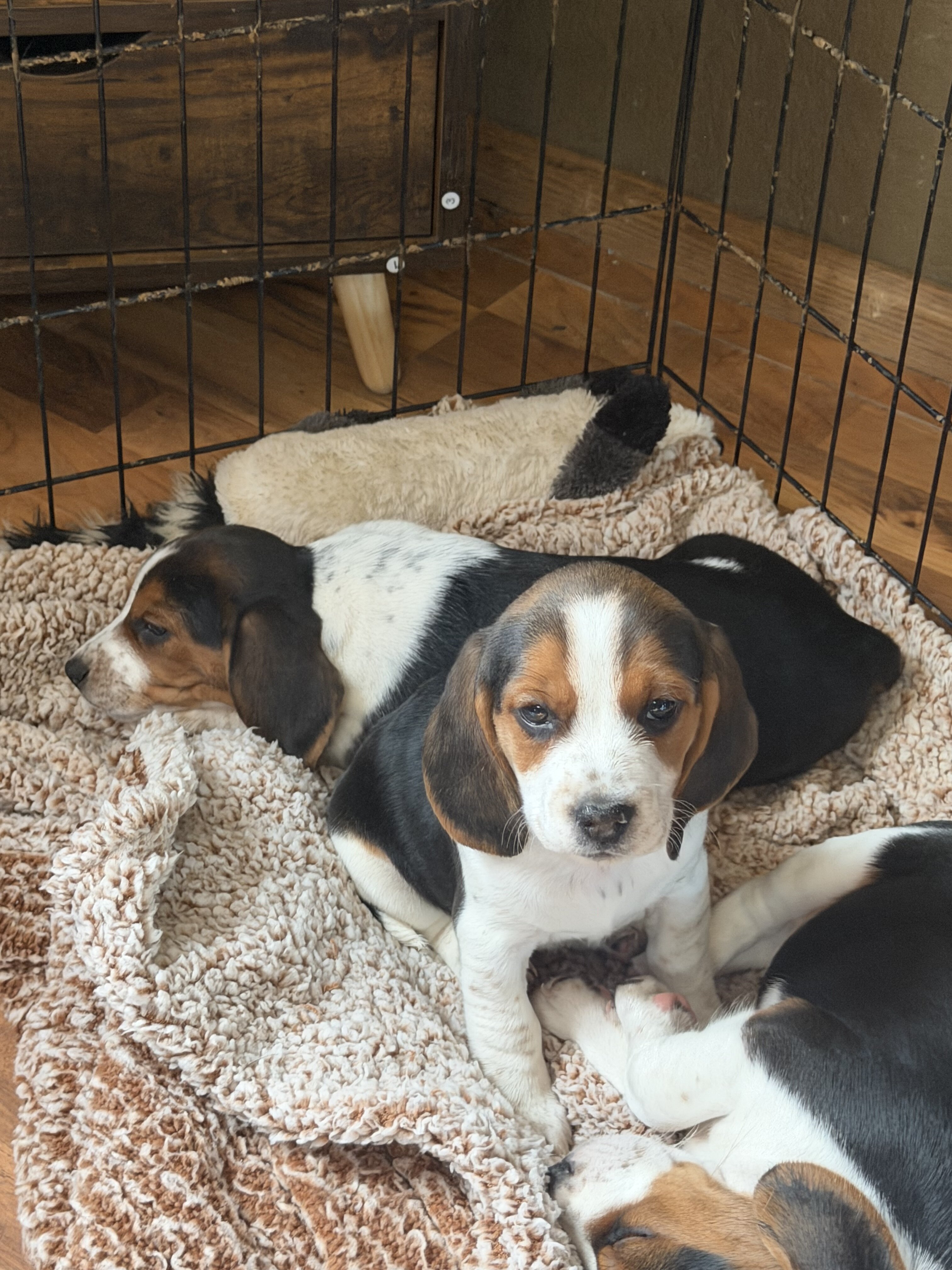 Beagle image 2