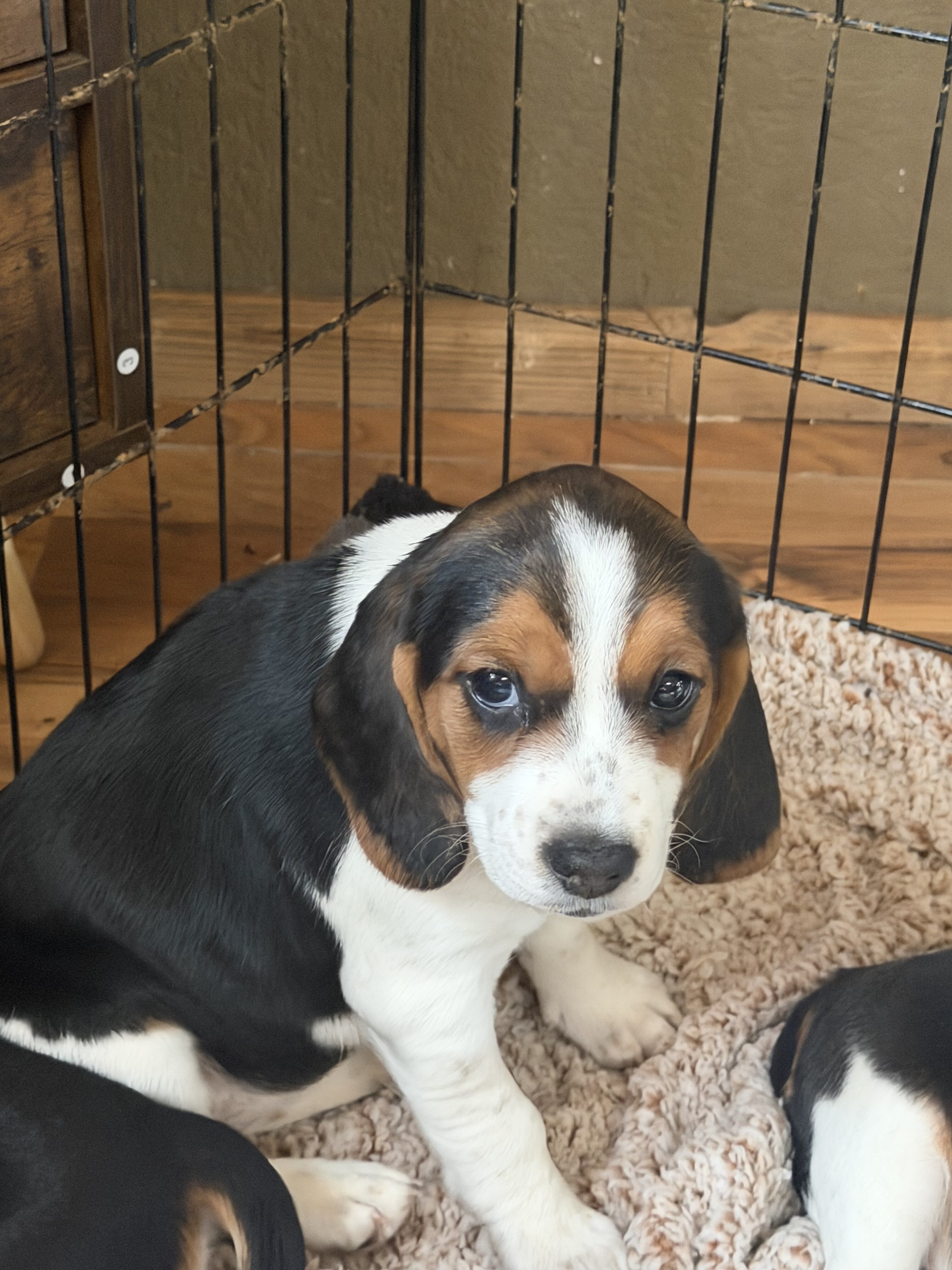 Beagle image 1