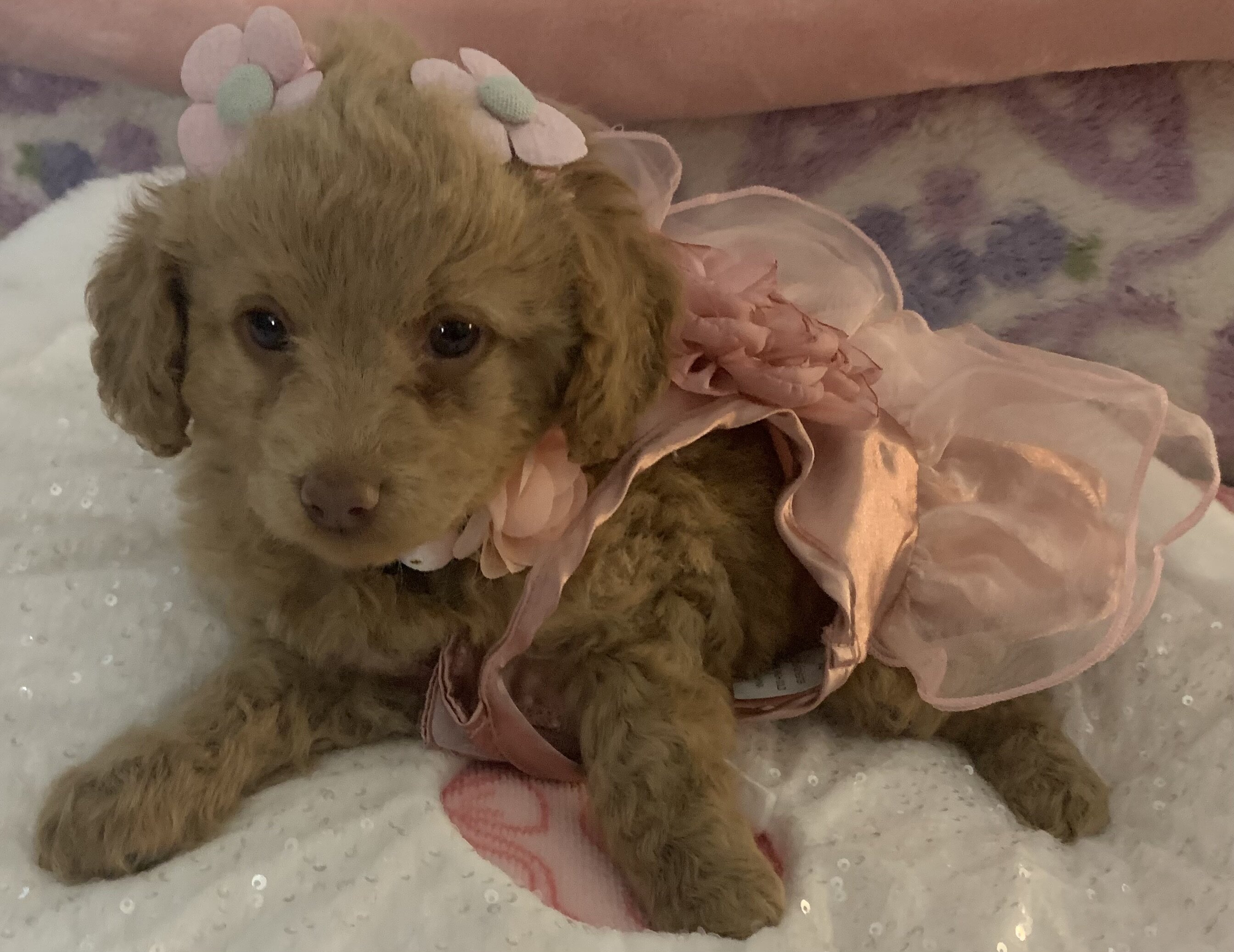 Maltipoos puppies image 4
