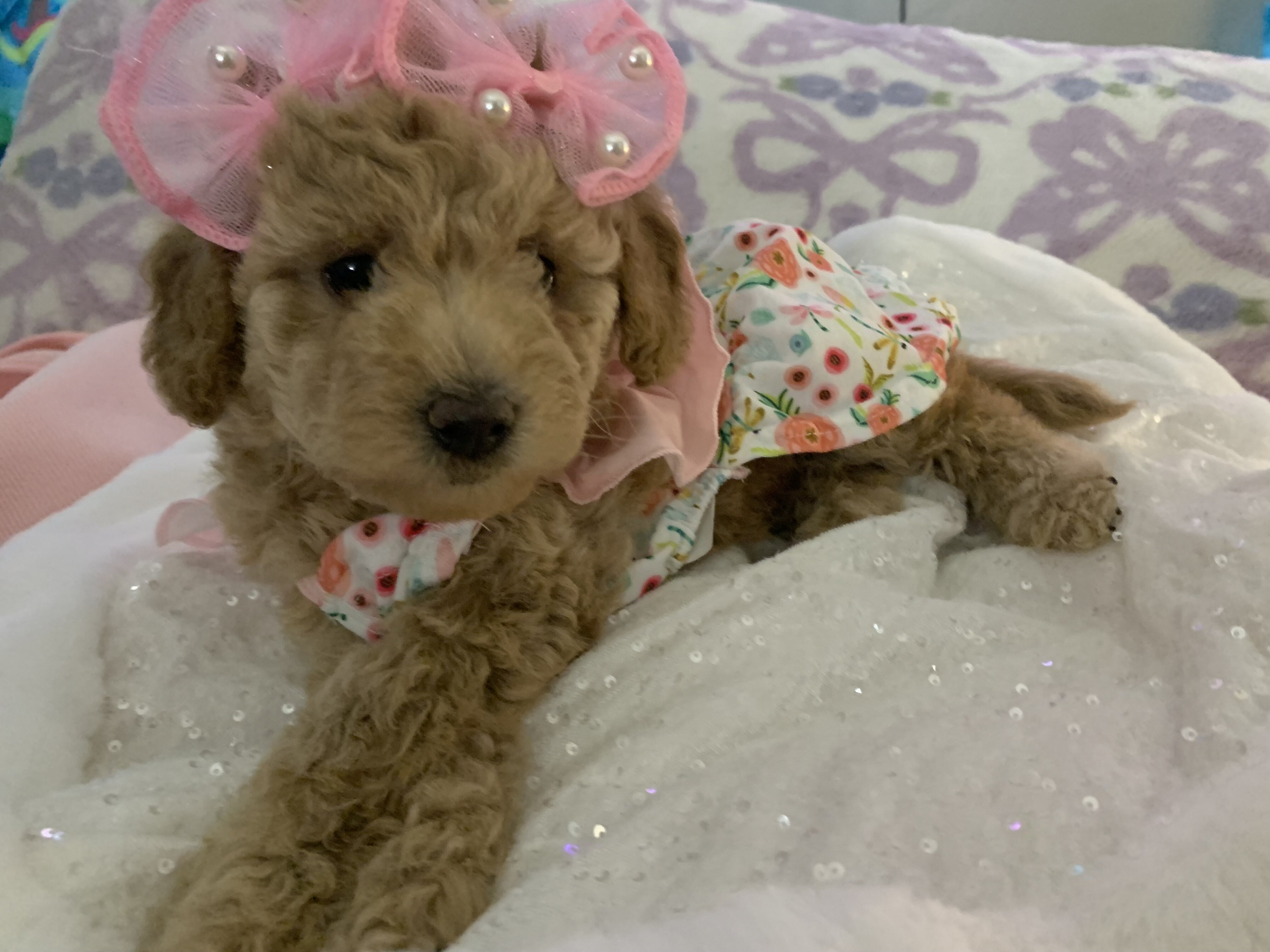 Maltipoos puppies image 3