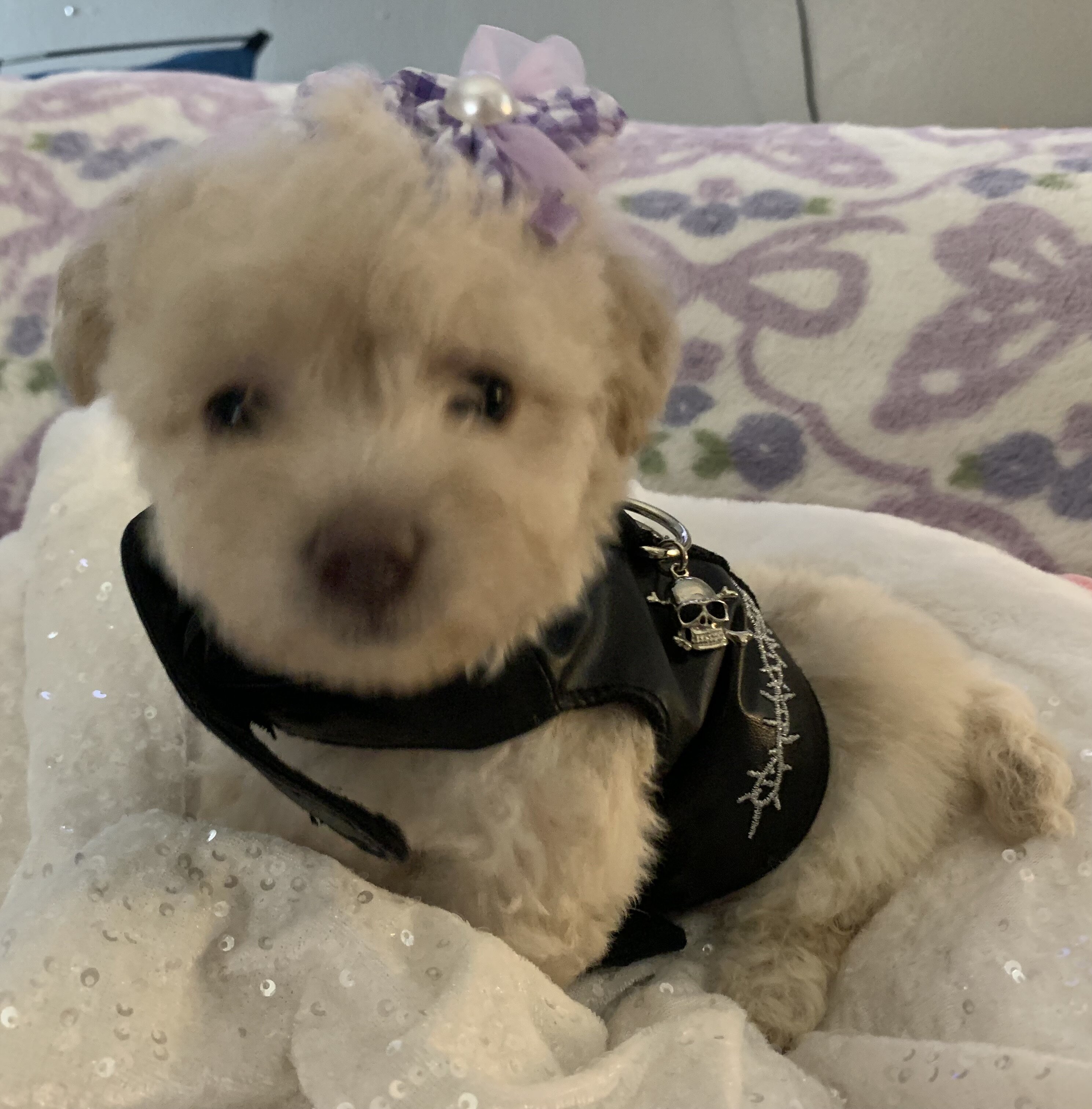 Maltipoos puppies image 2