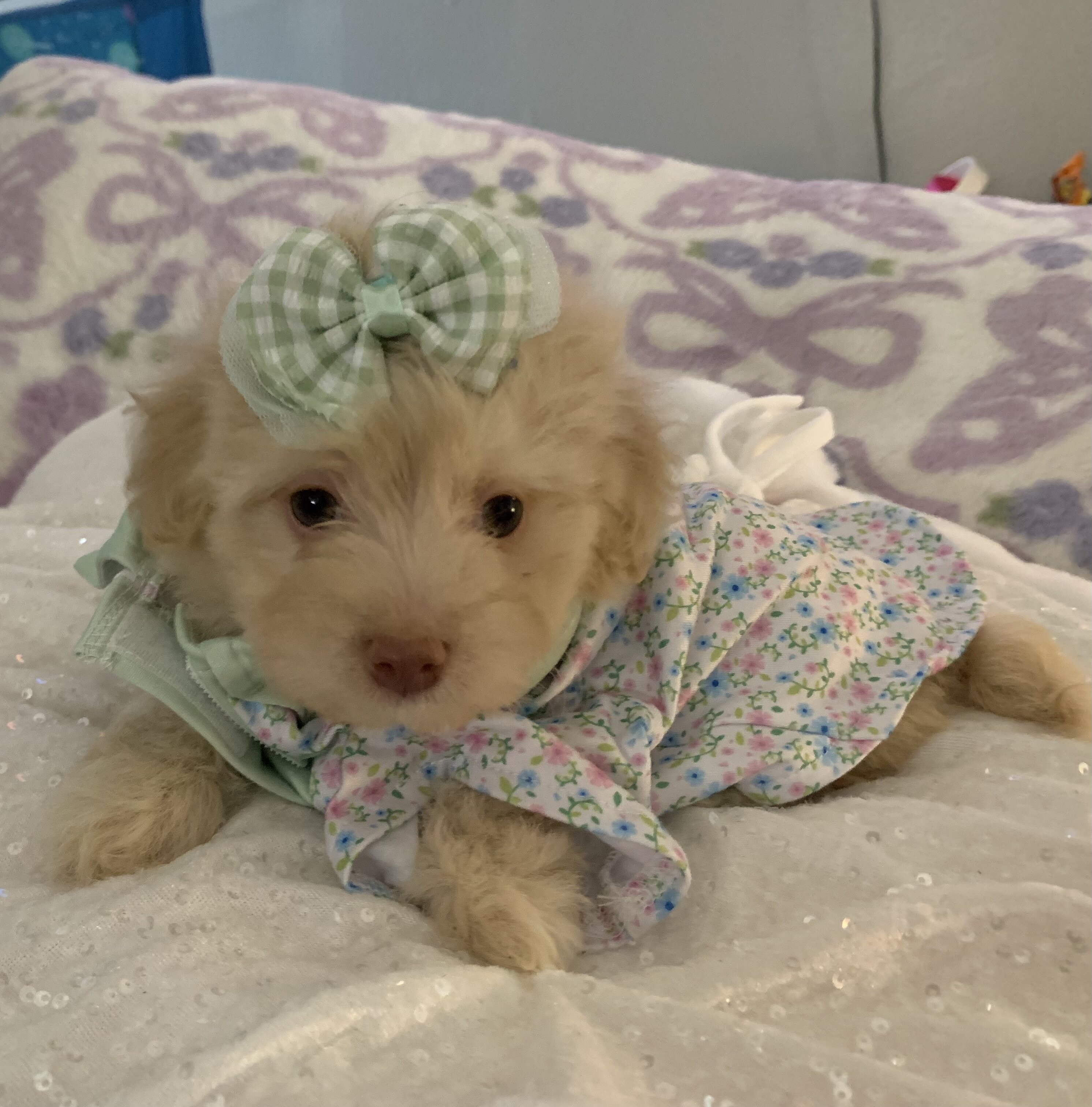 Maltipoos puppies image 1