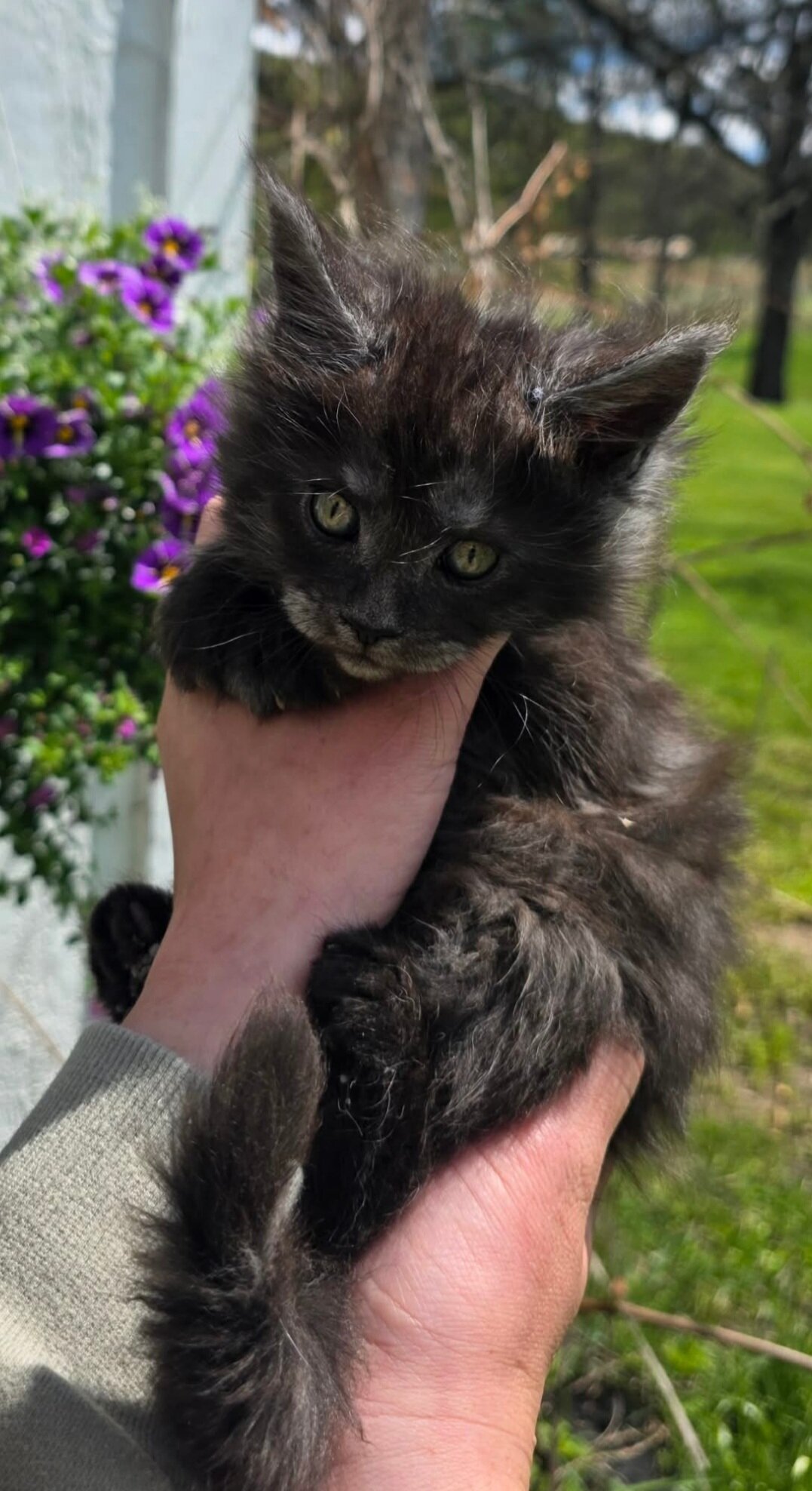 European Maine Coon kitten image 1