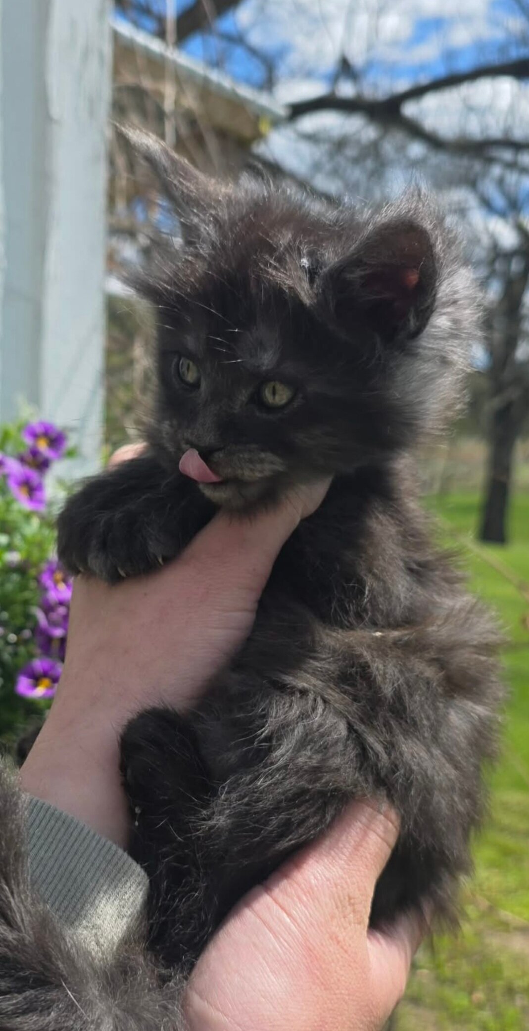 European Maine Coon kitten image 6