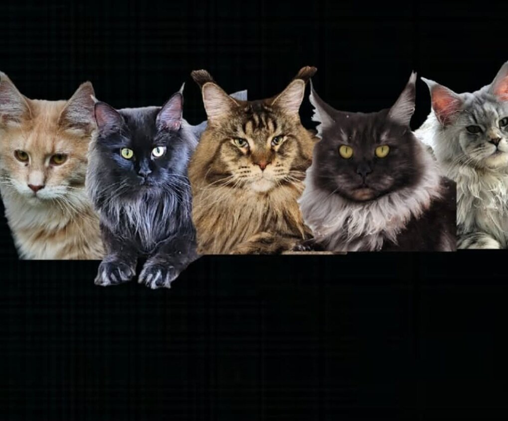 European Maine Coon kitten image 4