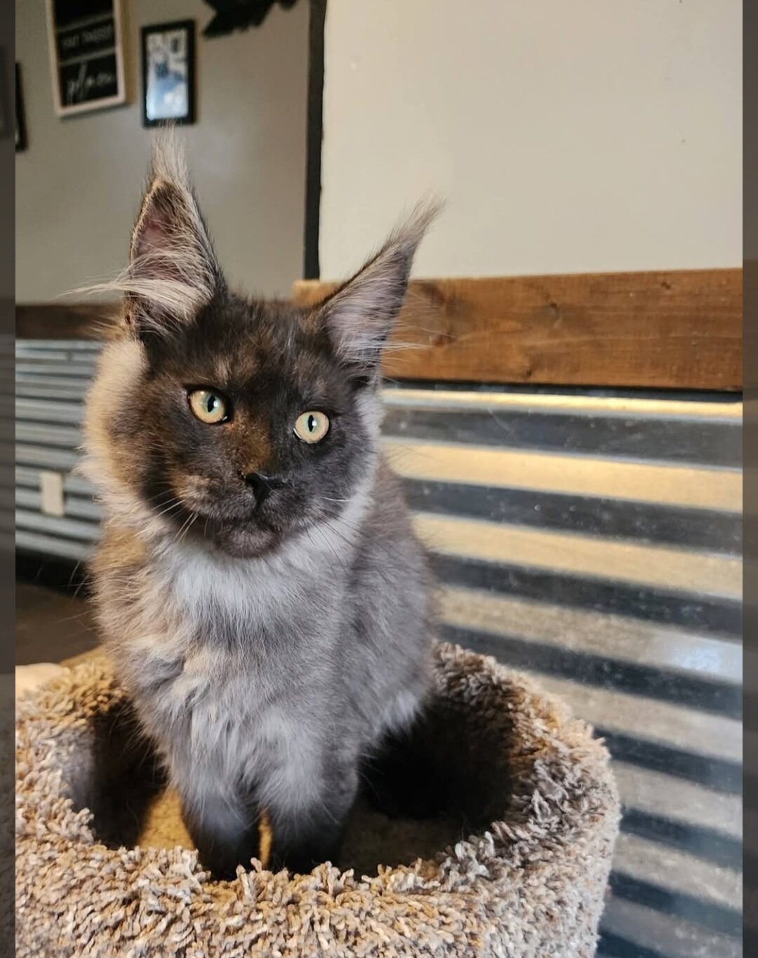 European Maine Coon kitten image 3