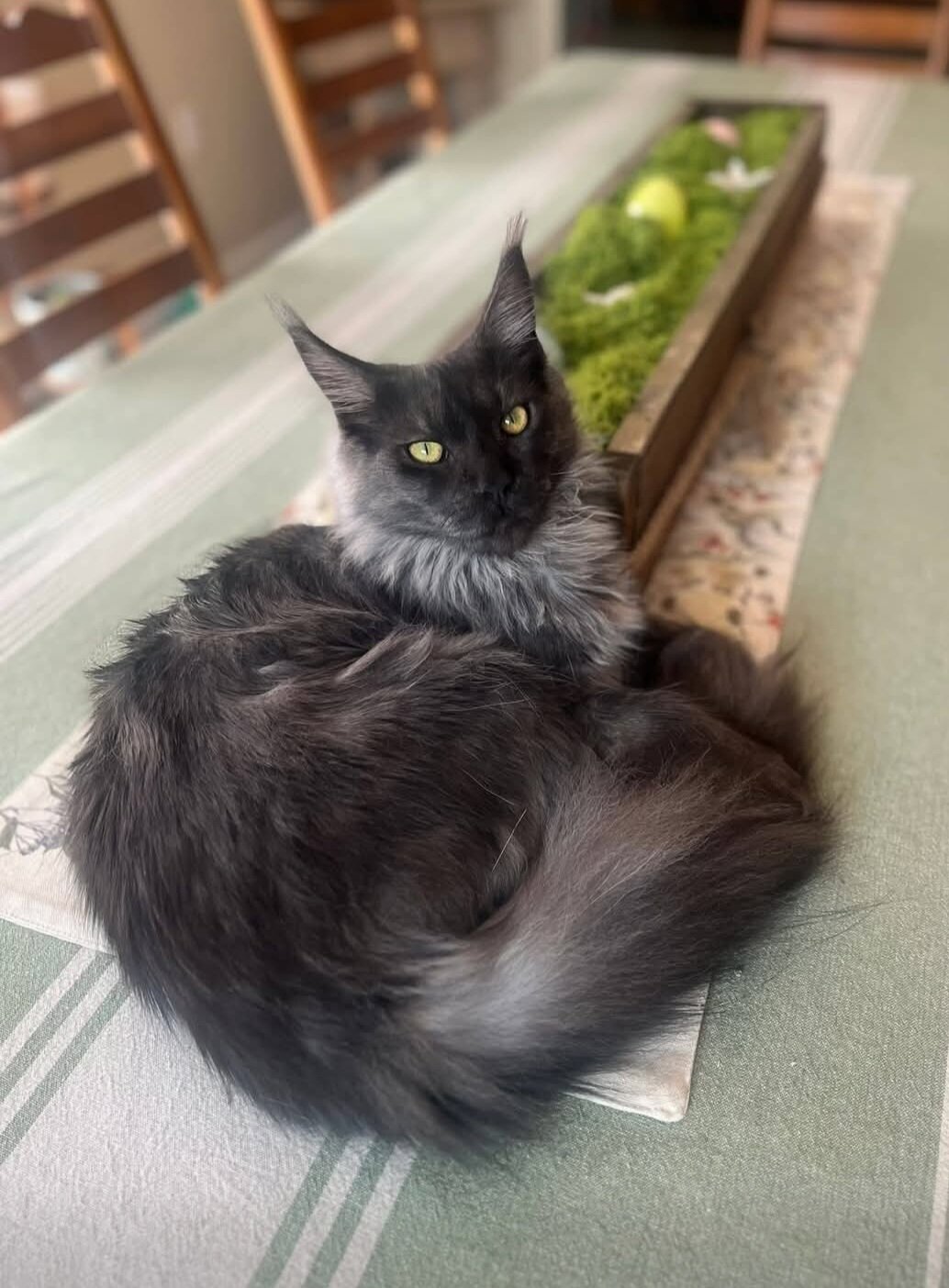 European Maine Coon kitten image 2