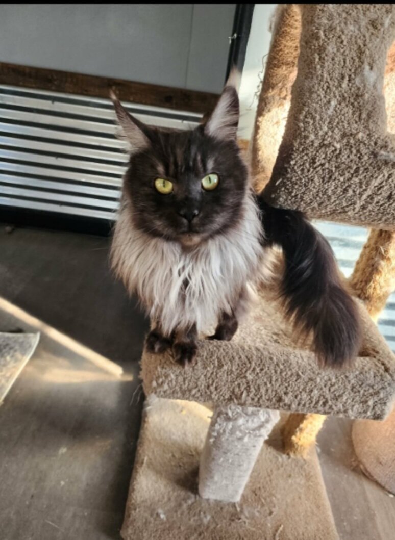 European Maine Coon kitten image 5
