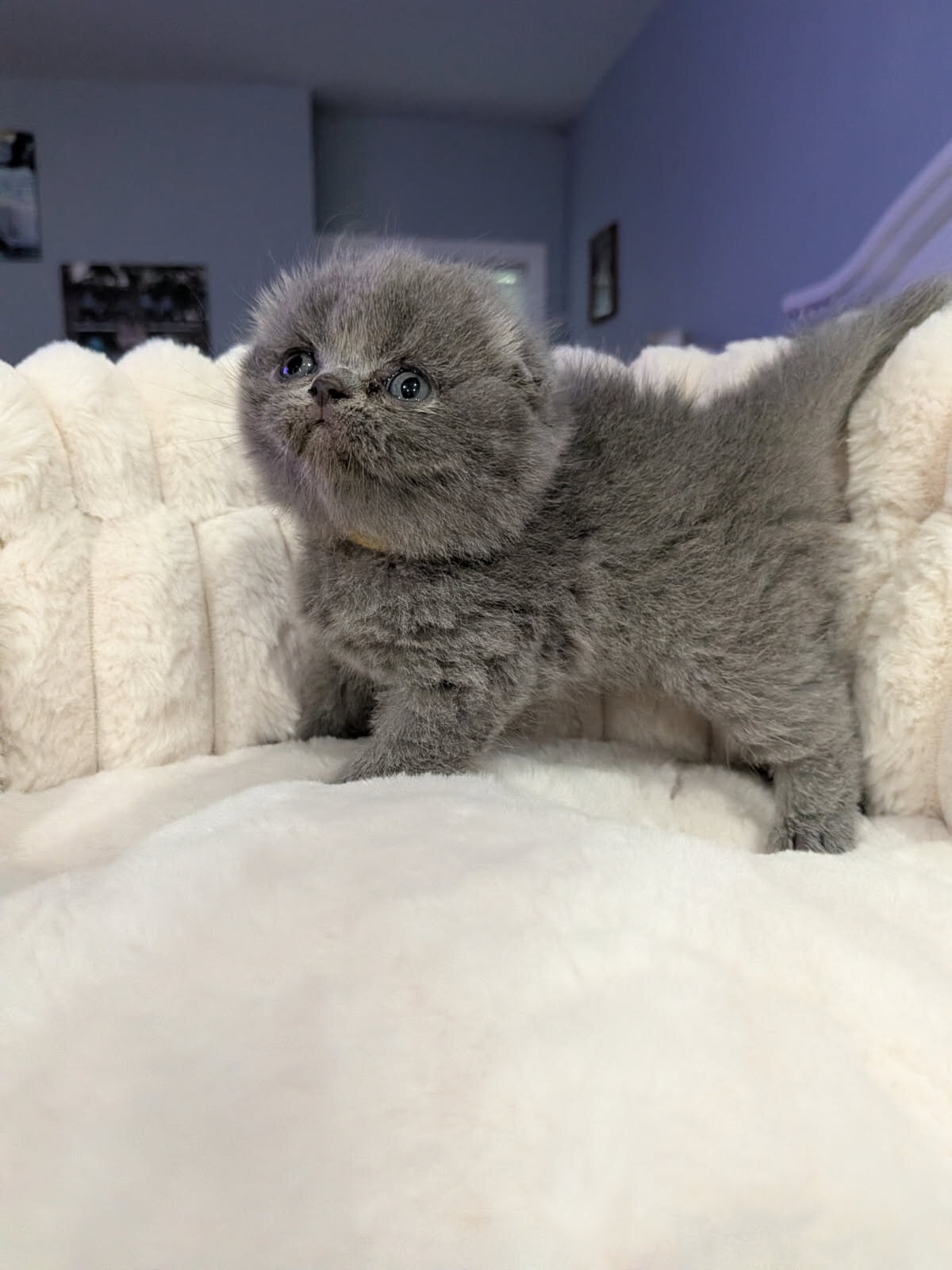 Scottish folds image 5