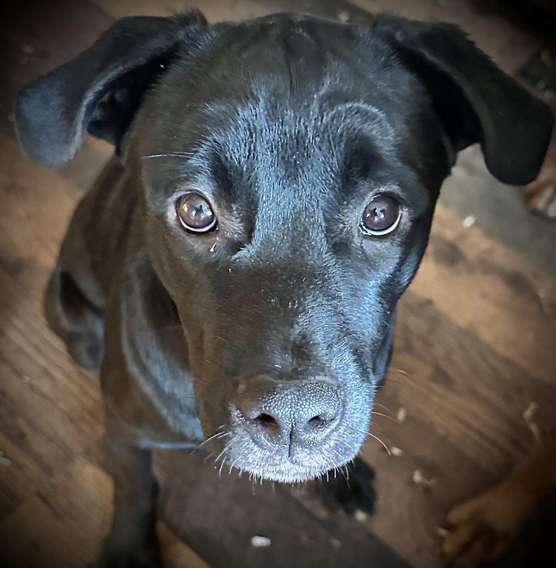 Rottie- Cane Corso Puppies image 3