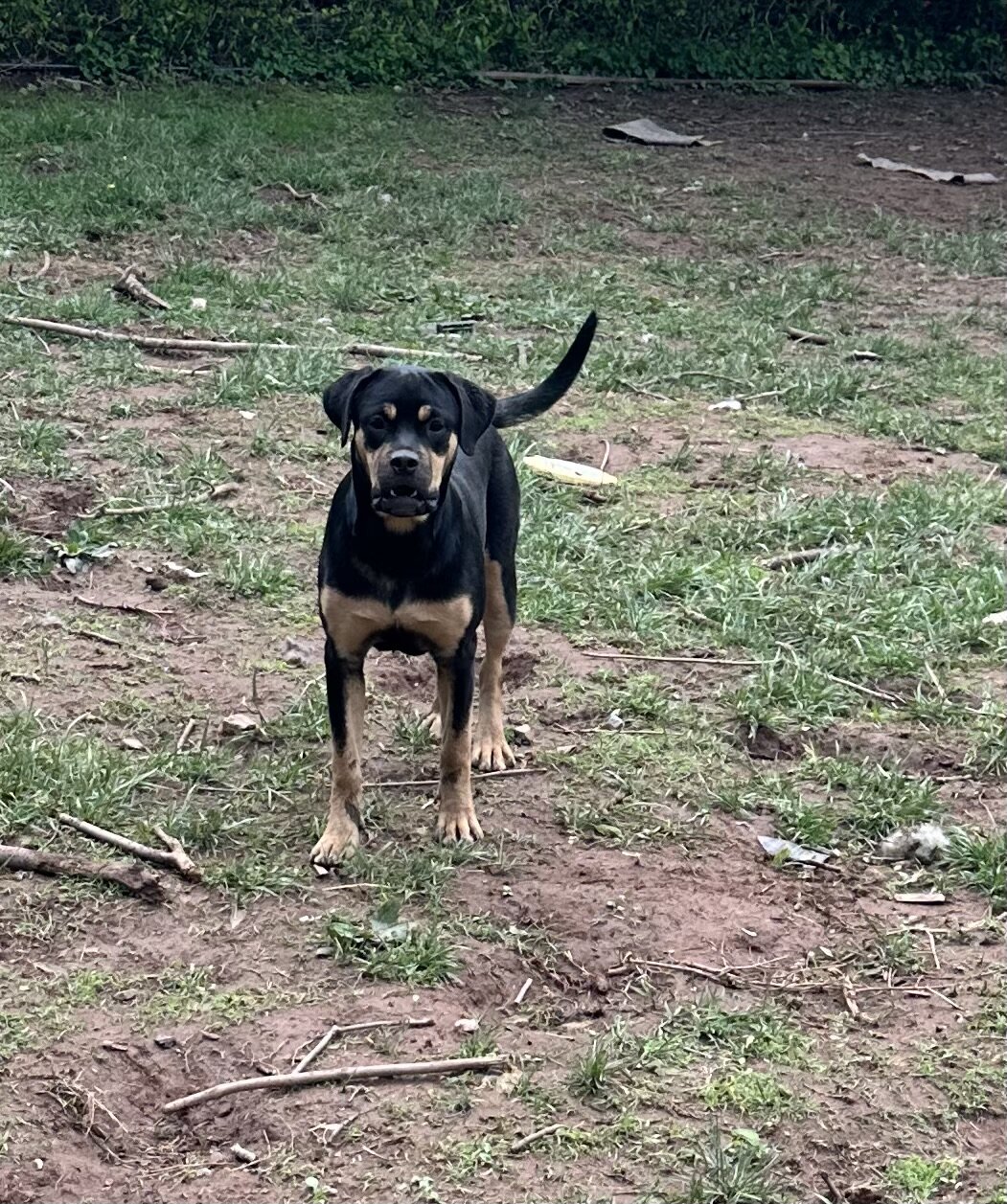 Rottie- Cane Corso Puppies image 2