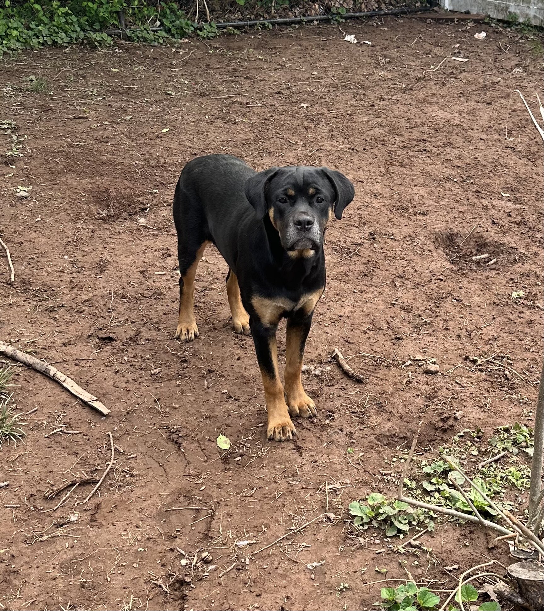Rottie- Cane Corso Puppies image 7