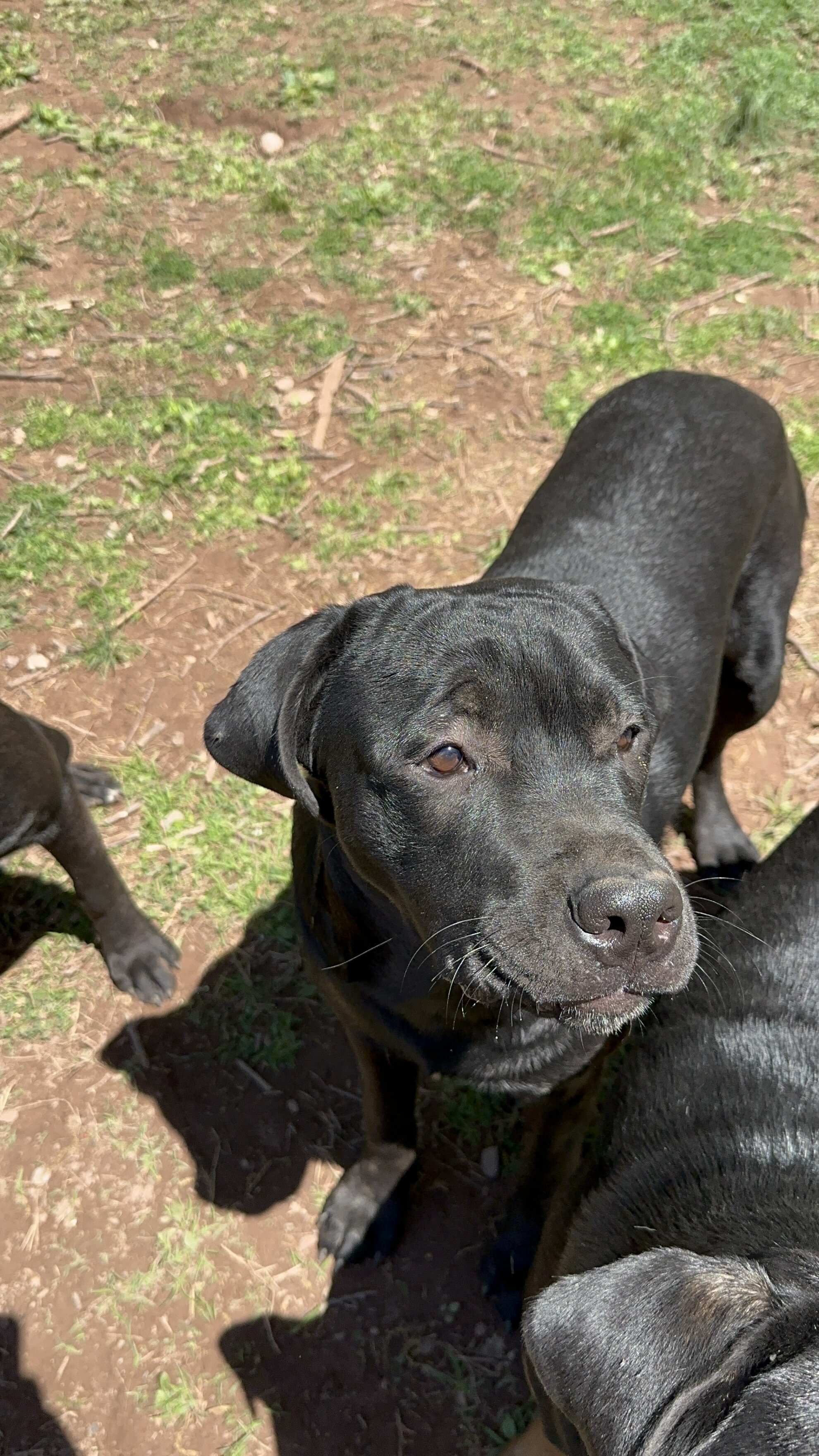 Cane Corso- Rottweiler Puppies image 2