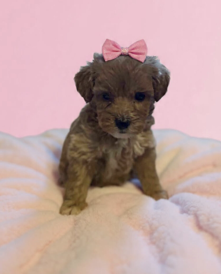 1 beautiful Red girl minigoldendoodle image 1