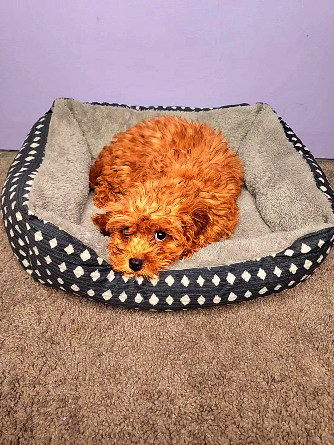 Adorable Cavapoo Puppies–Chicago/Indy Delivery image 1