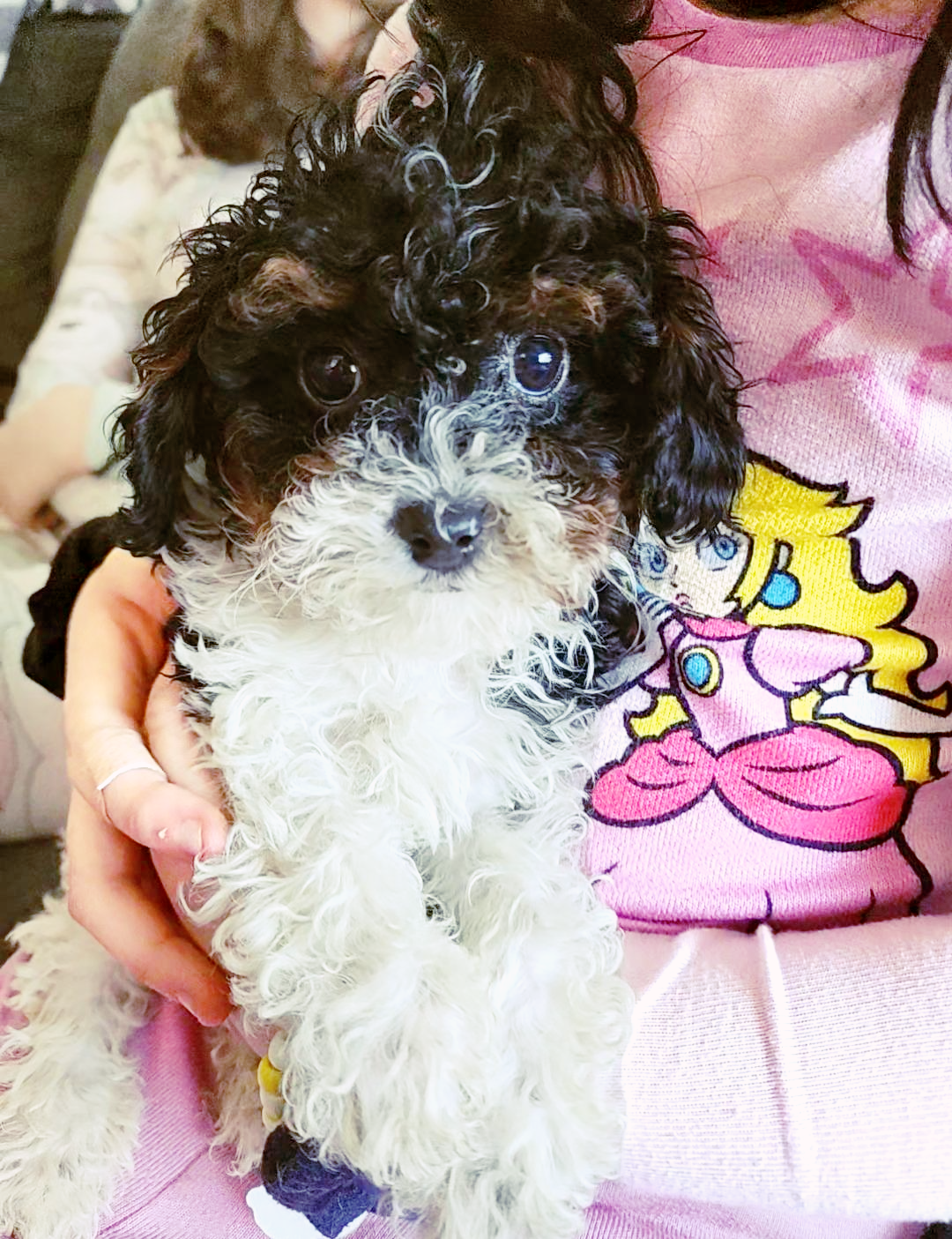 Adorable Cavapoo Puppies–Chicago/Indy Delivery image 5