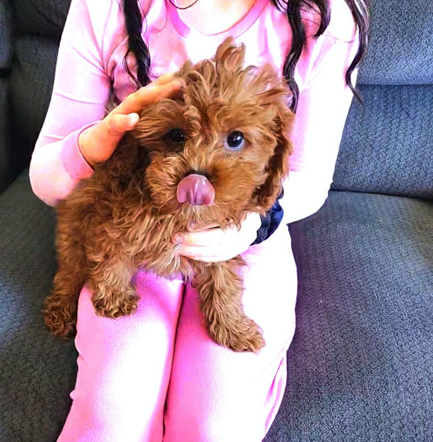 Adorable Cavapoo Puppies–Chicago/Indy Delivery image 4