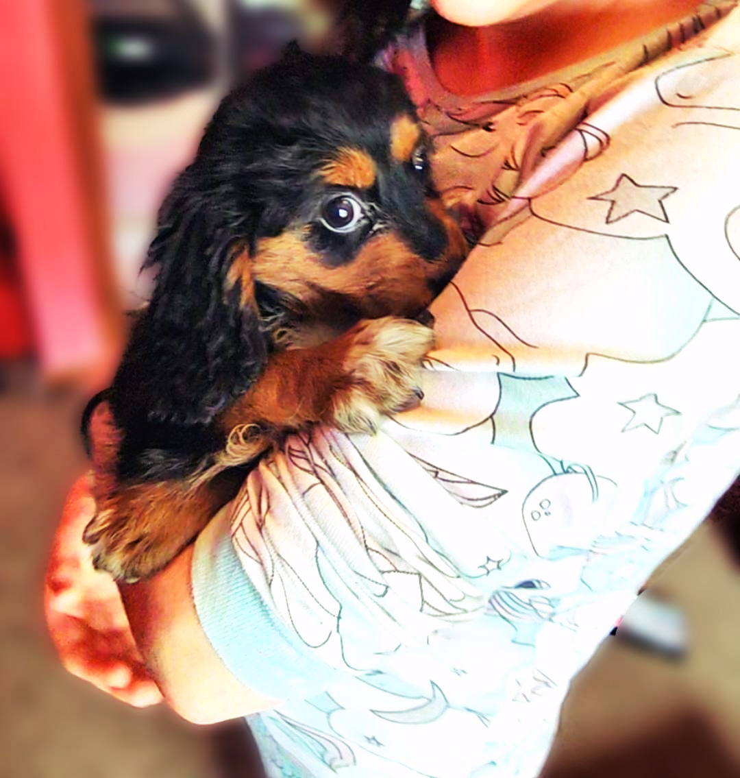 Adorable Cavapoo Puppies–Chicago/Indy Delivery image 2