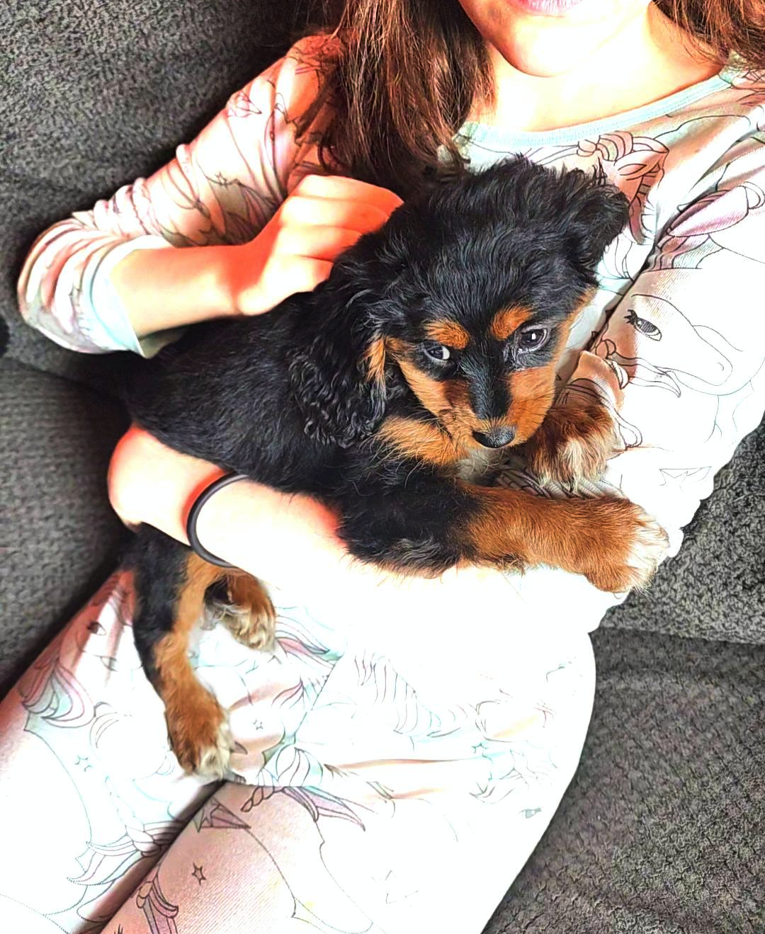 Adorable Cavapoo Puppies–Chicago/Indy Delivery image 3