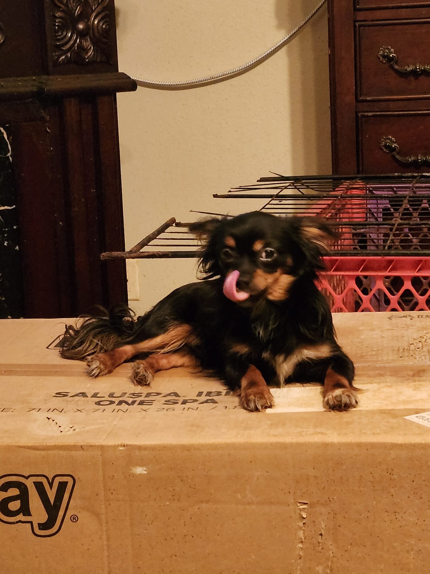Shorkie boy Onyx image 10