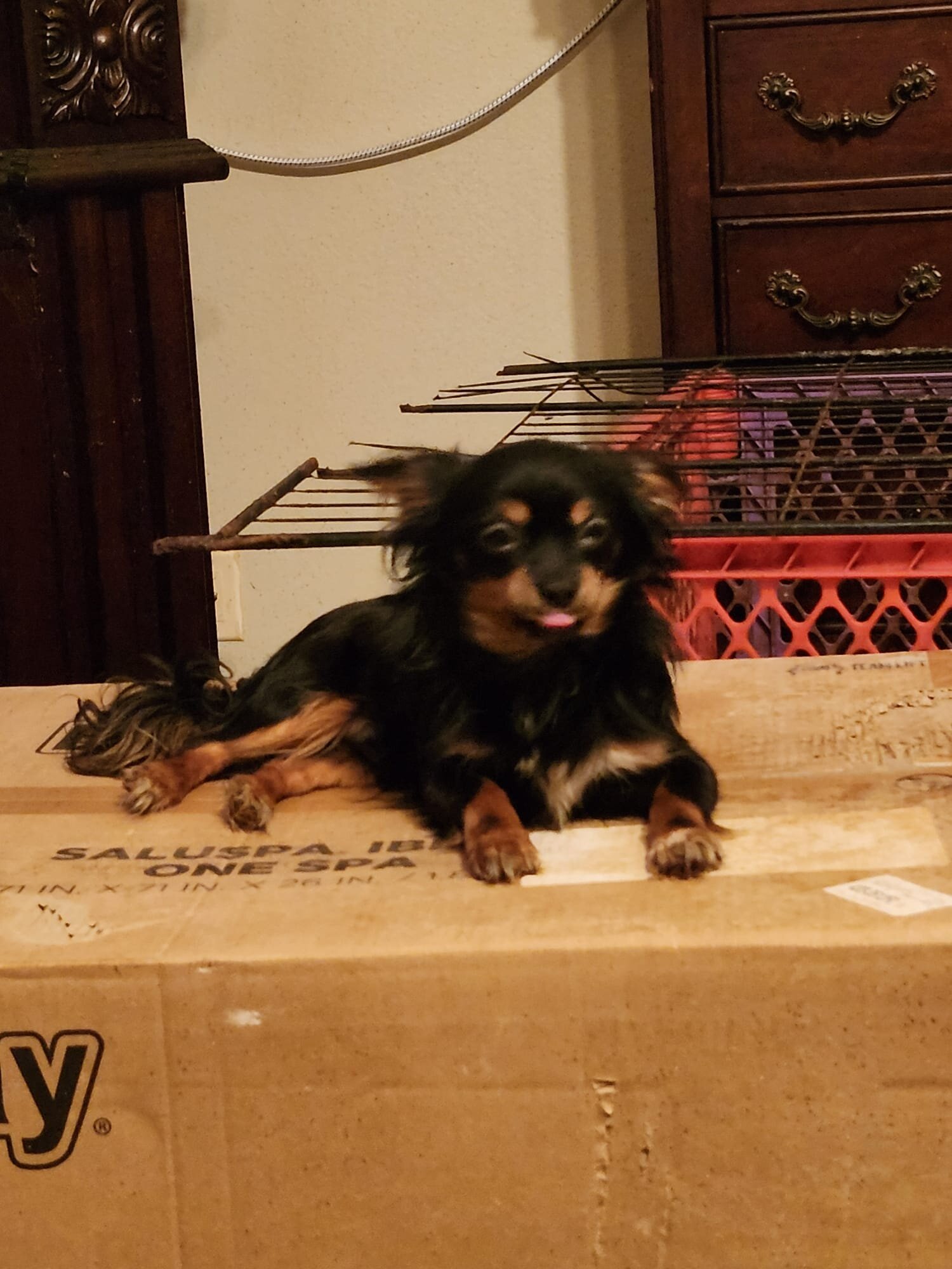 Shorkie boy Onyx image 2